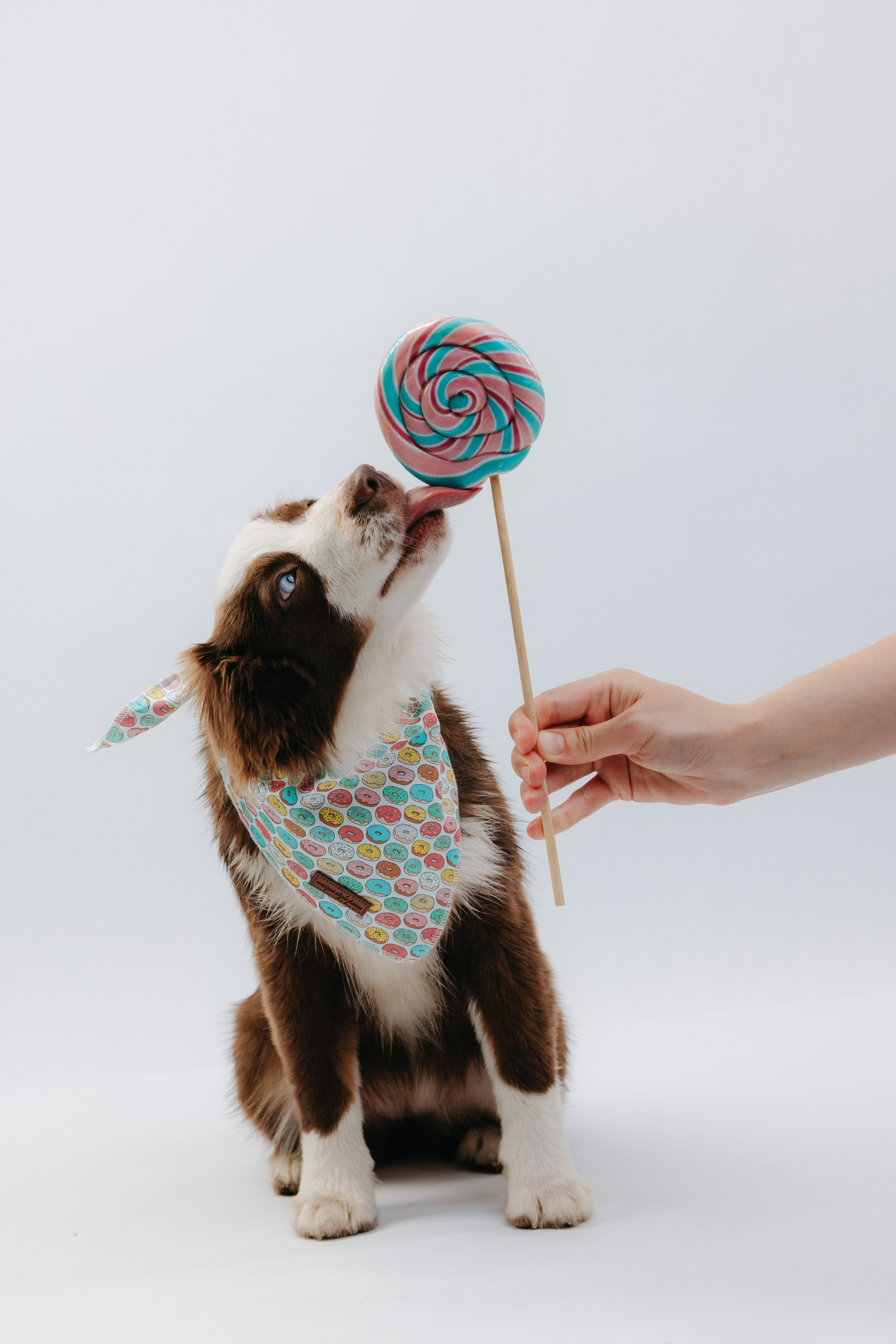 Миниаусси Дайс. Фотограф анималист Осипчикова Мария