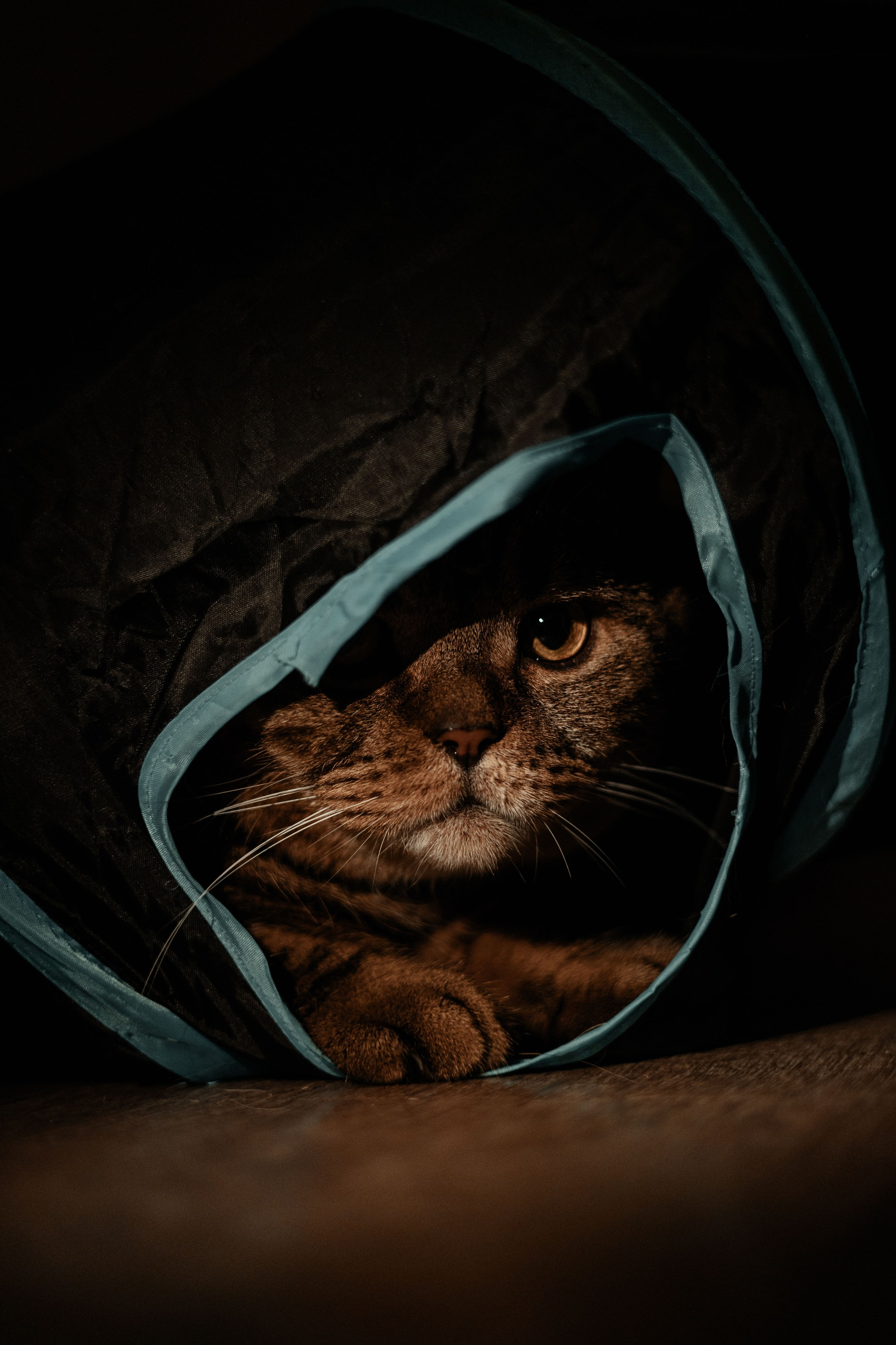 Иксик, Маффин и Надя. Фотограф Анималист Екатерина Справцева в Нижнем Новгороде