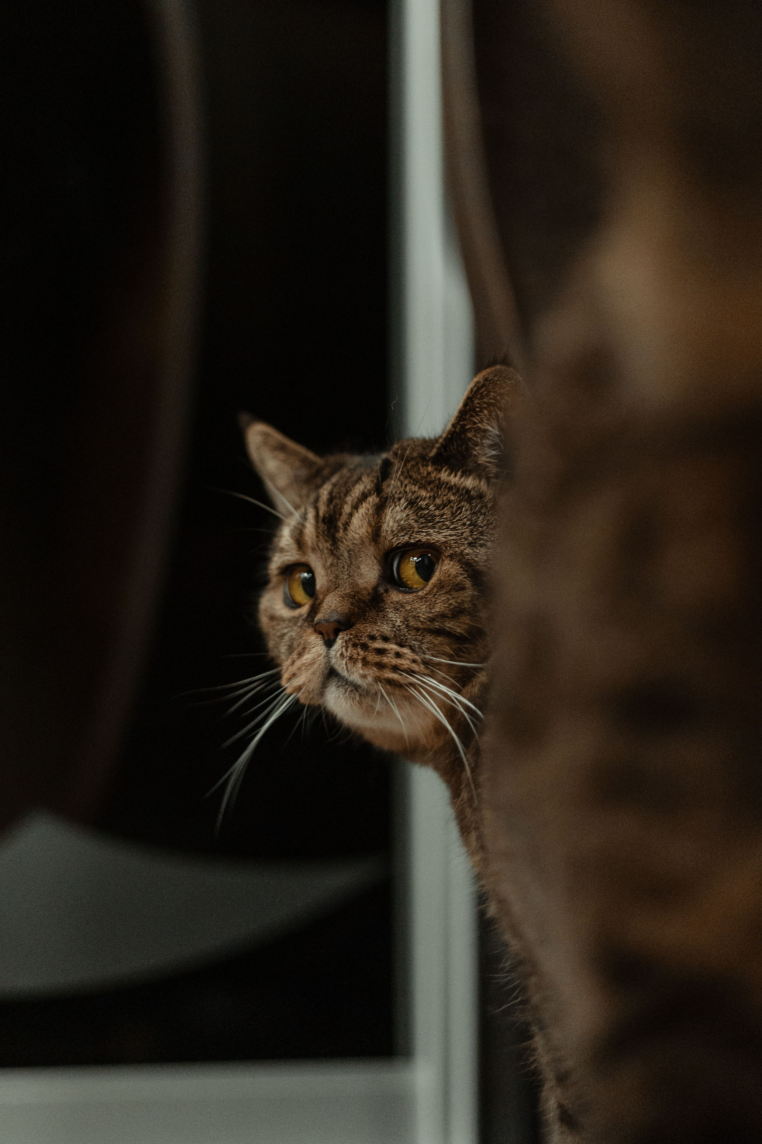 Иксик, Маффин и Надя. Фотограф Анималист Екатерина Справцева в Нижнем Новгороде