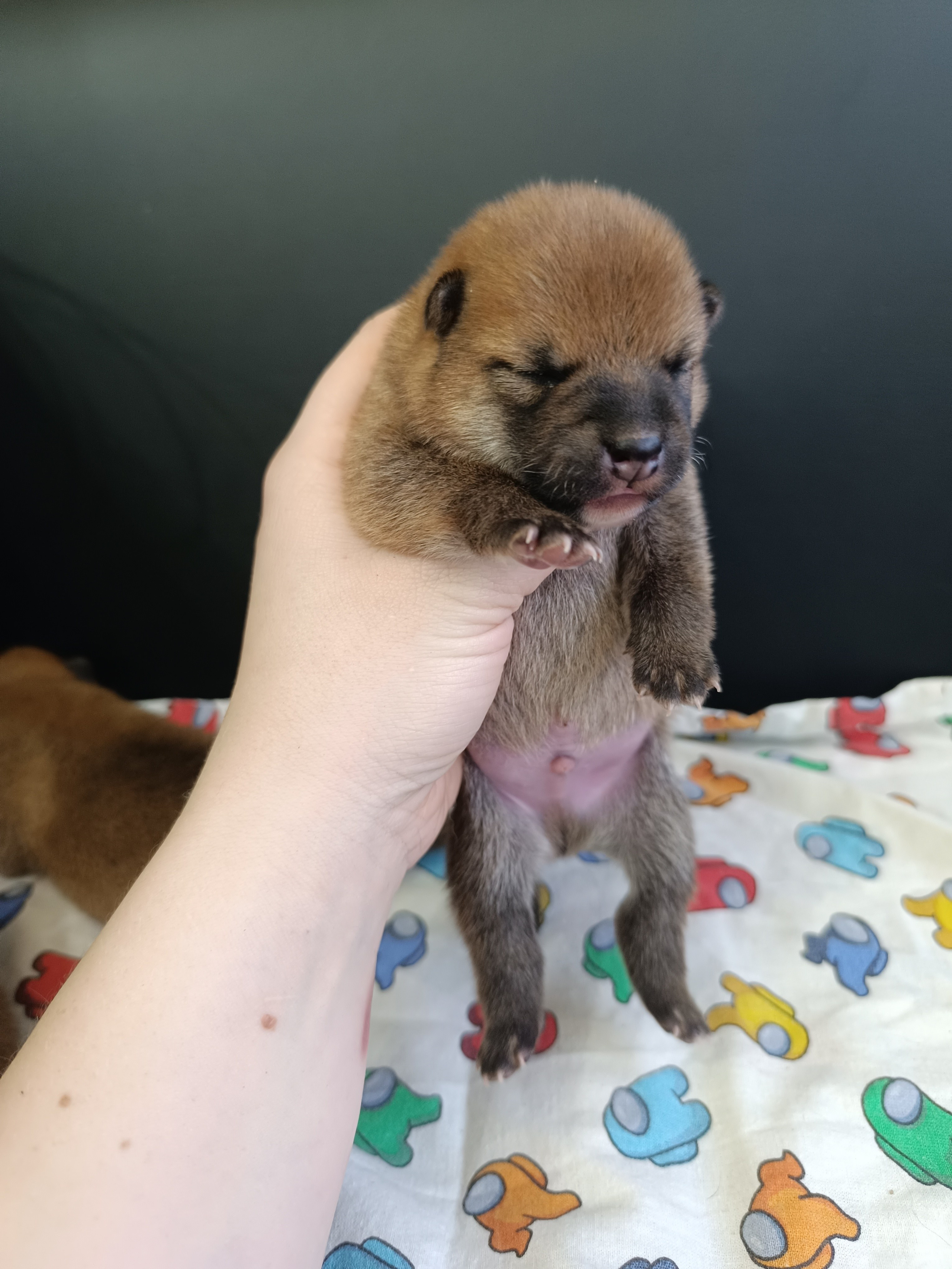 сиба питомник Рубилайт щенки на продажу rubylight  сиба щенки купить СПб Санкт-Петербург 