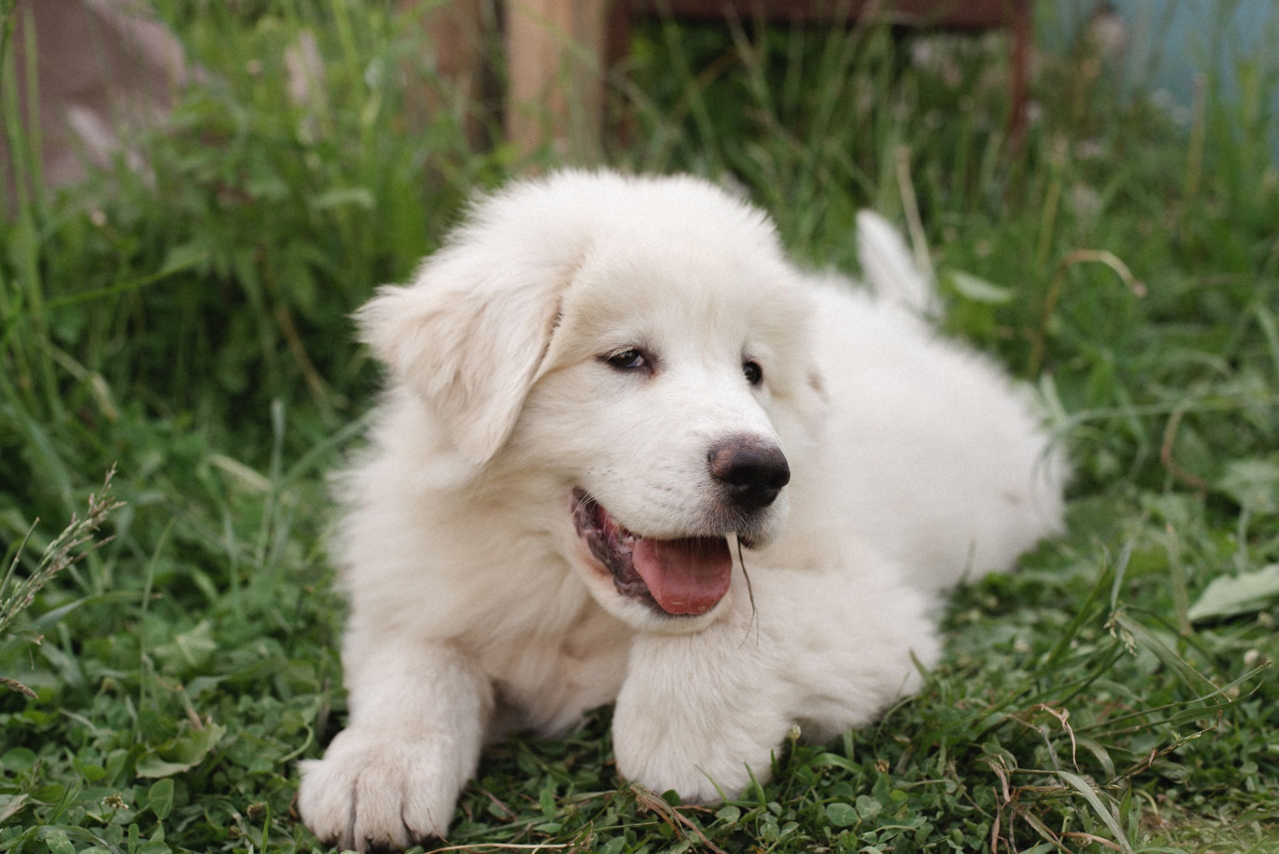 Наташа и её семья. Портретный фотограф в Москве Анжела Губайдулина