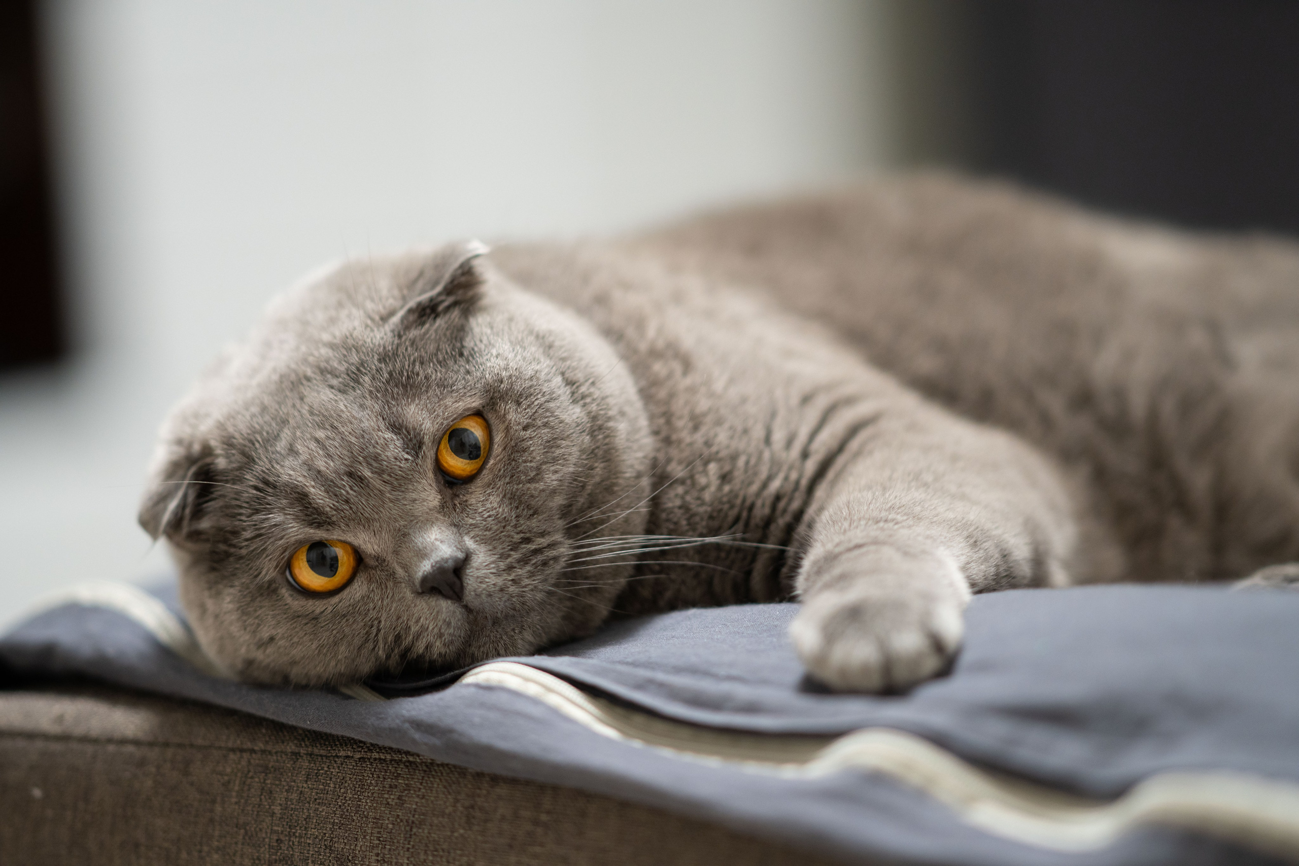 Кефир. Photography&Video