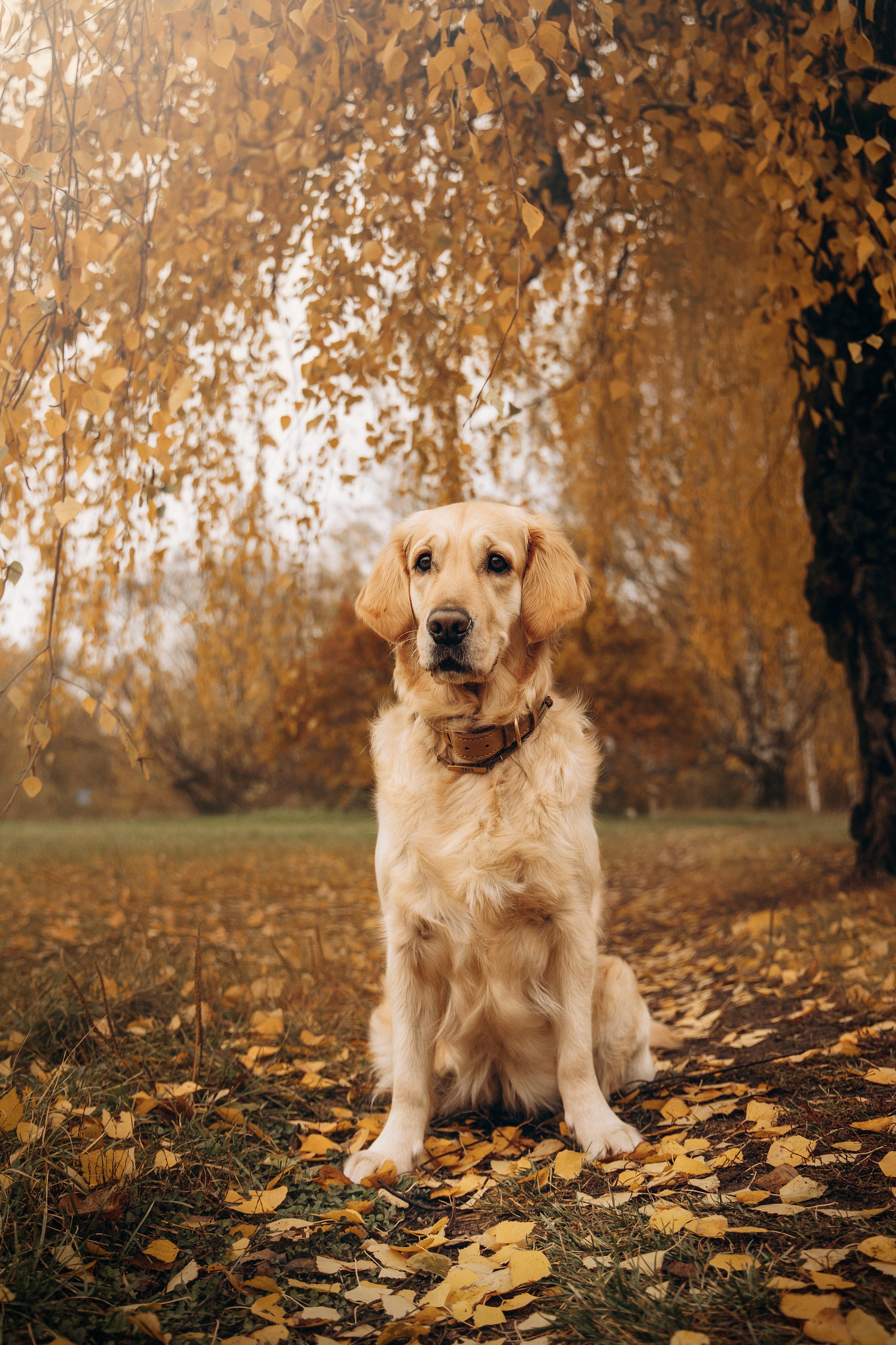 Марина и Чили. Фотограф — Анималист | Санкт-Петербург