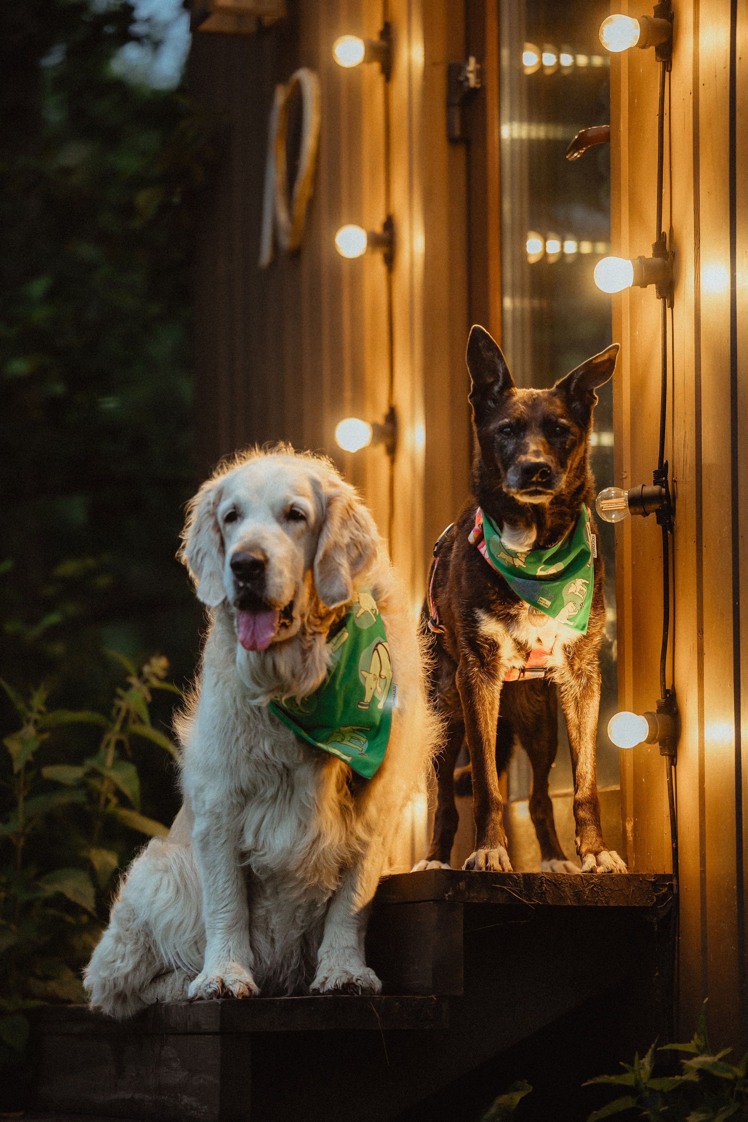 Выездной дог-тренинг от школы «Шерсть имею»