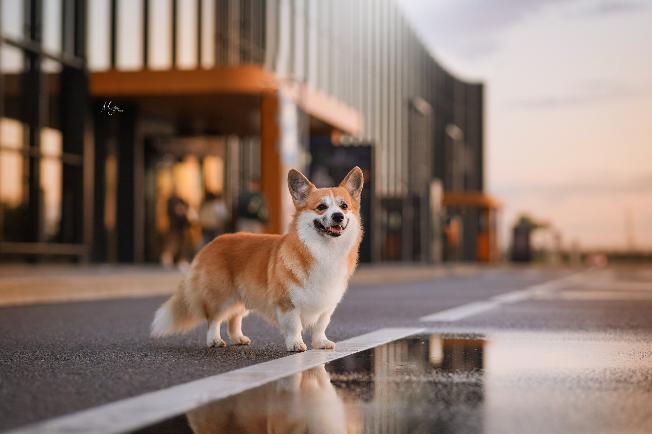 Выставки 2023. Фотограф-анималист в Санкт-Петербурге Яна Мартынова