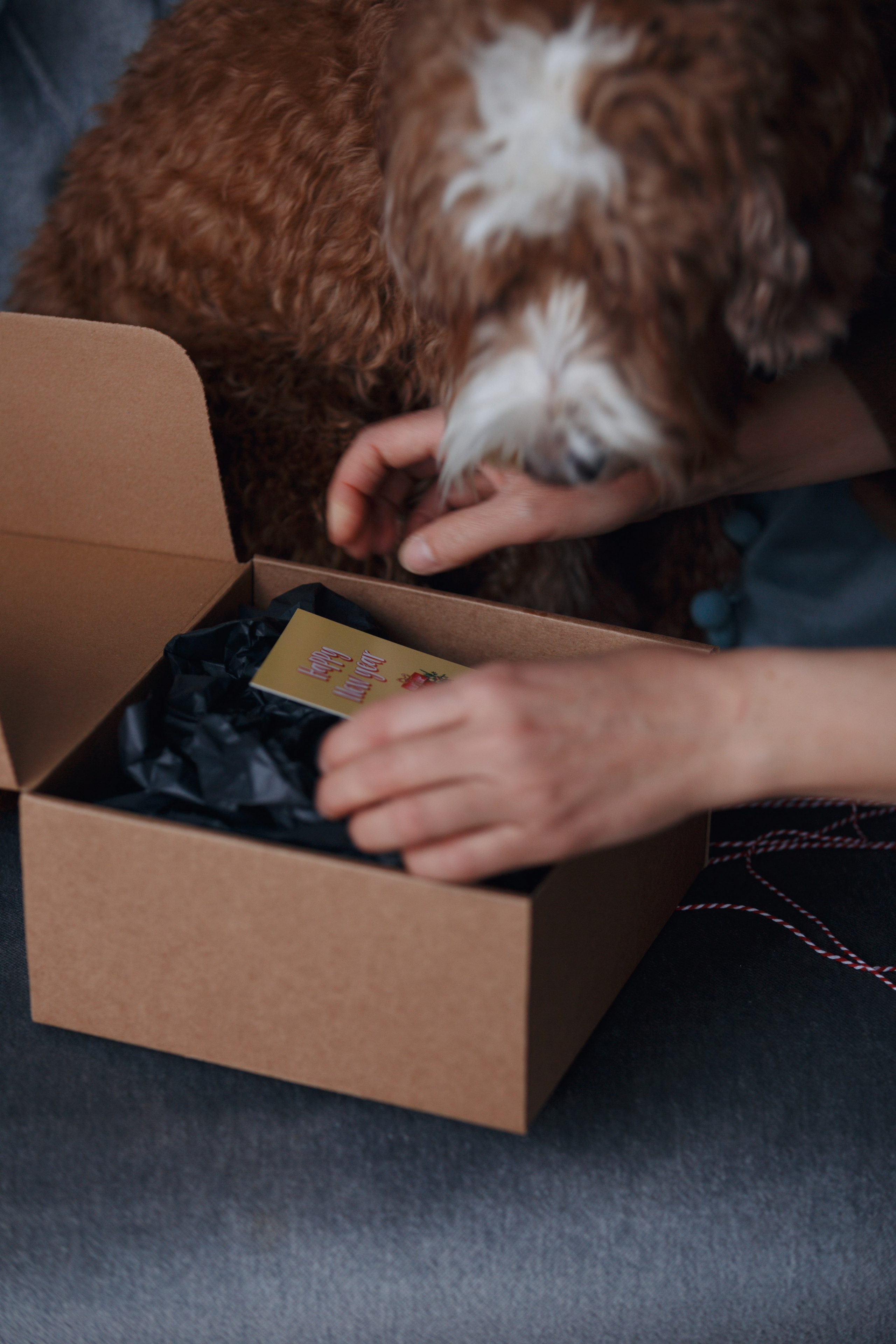 Bmbh лежанки и адресники. Фотограф анималист Кристина Карпова, Москва