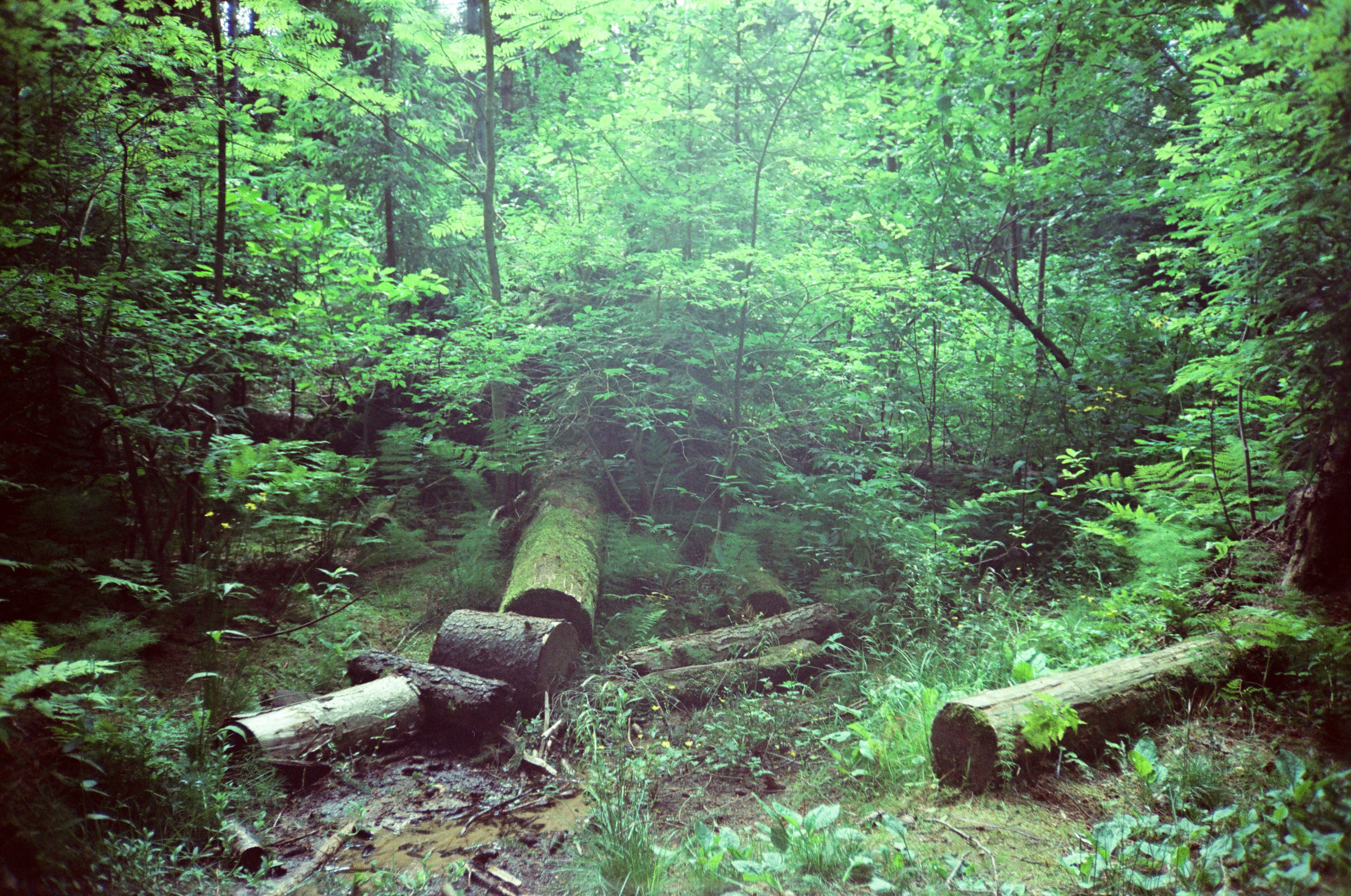 Вдохновение. Ph___tina