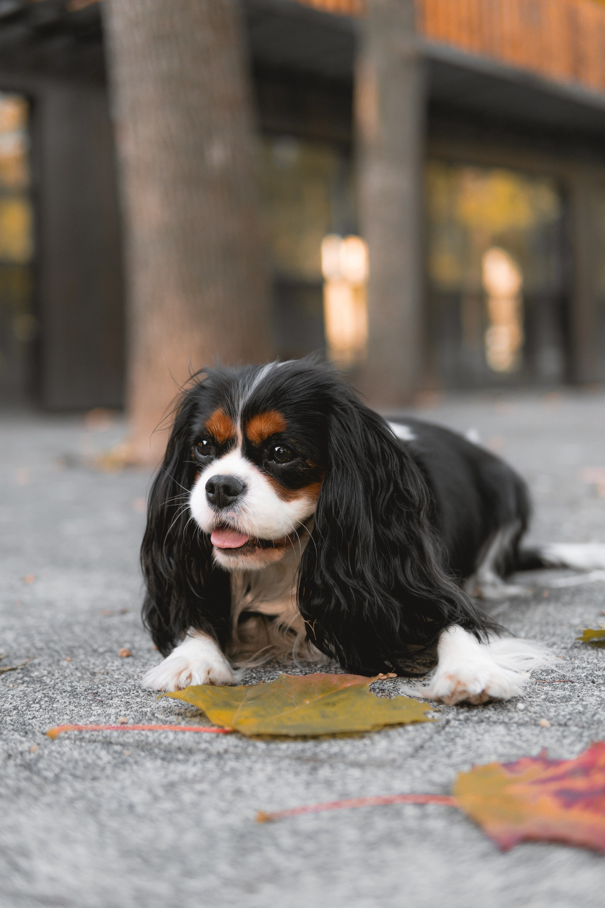 Катя и Беки: солнечная история. Портретный и репортажный фотограф в Воронеже: Анастасия Пузикова