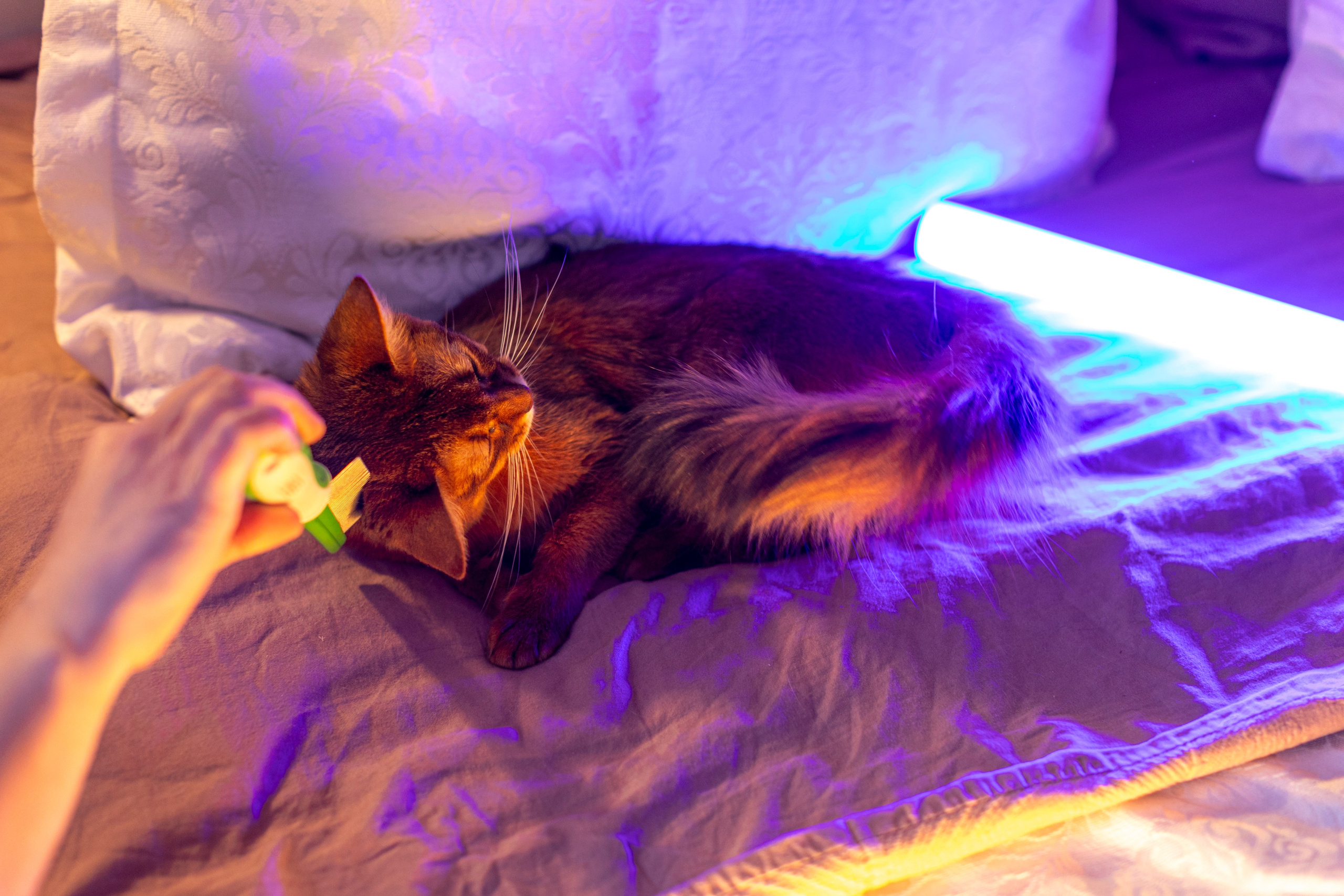 Сомали. Art my Pho