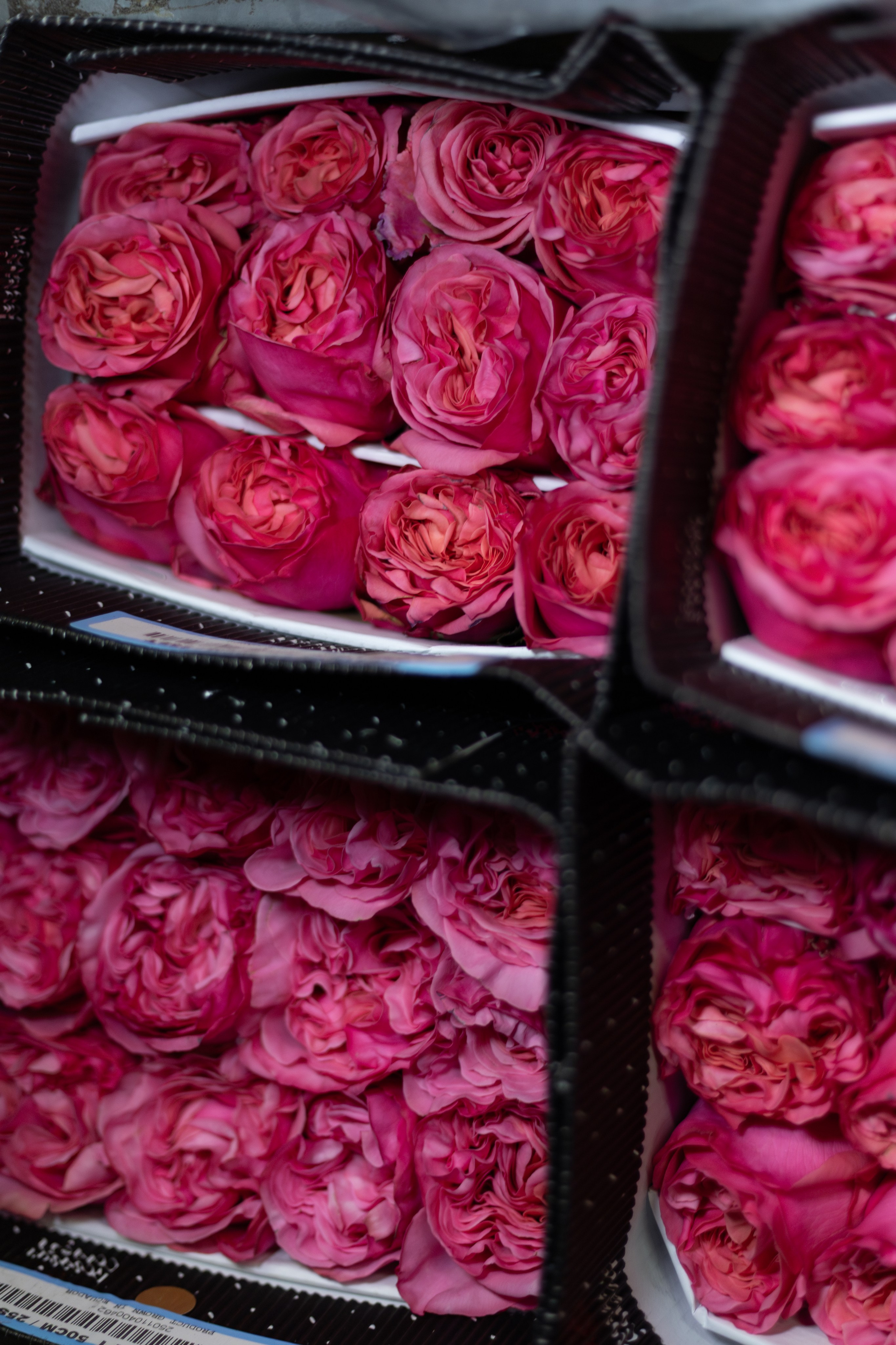 Flower warehouse. Фотограф Дарья Карпенко