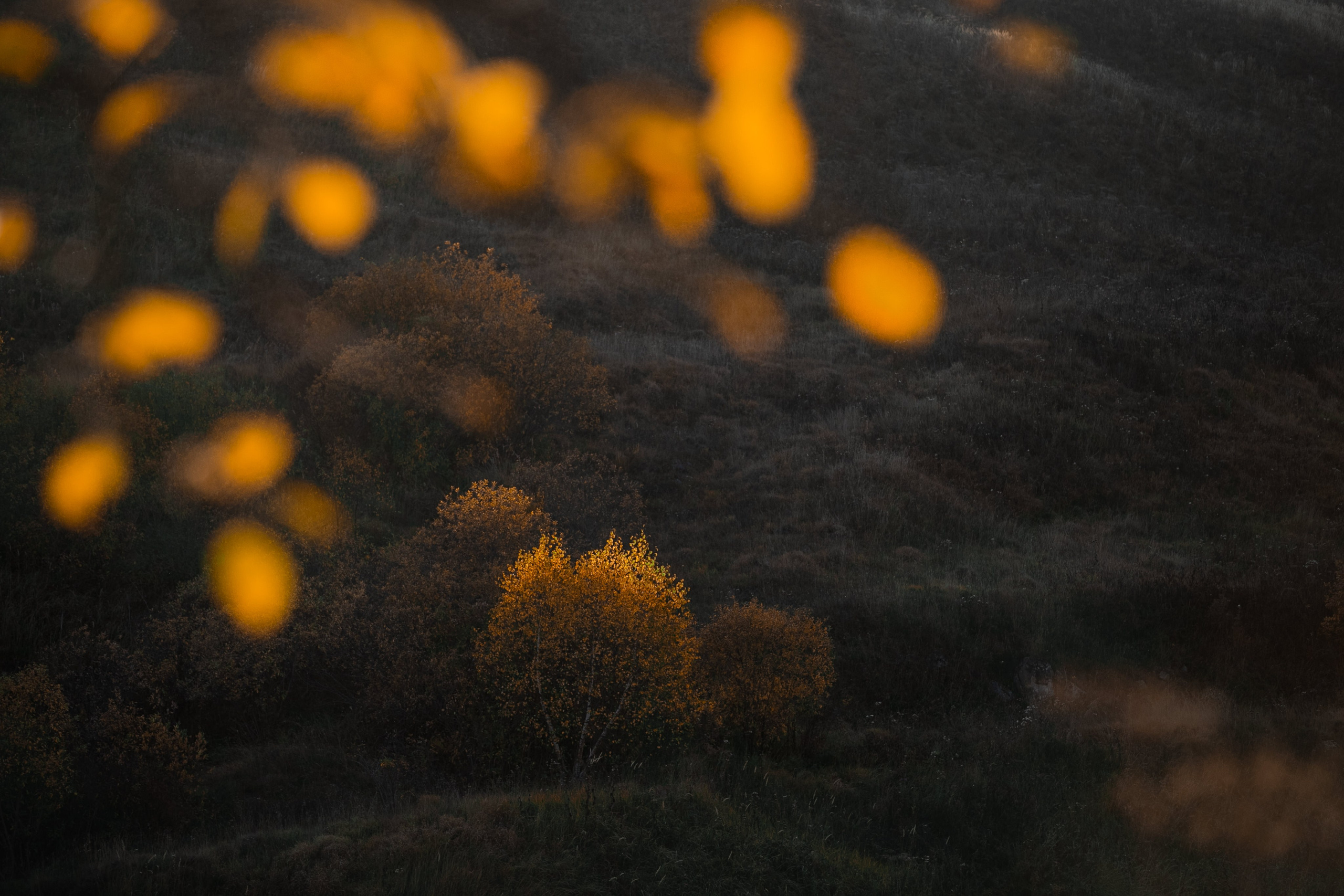 Фототуры в Карачаево-Черкессии 2019-2020. Фотограф-анималист Ксендзова Кристина