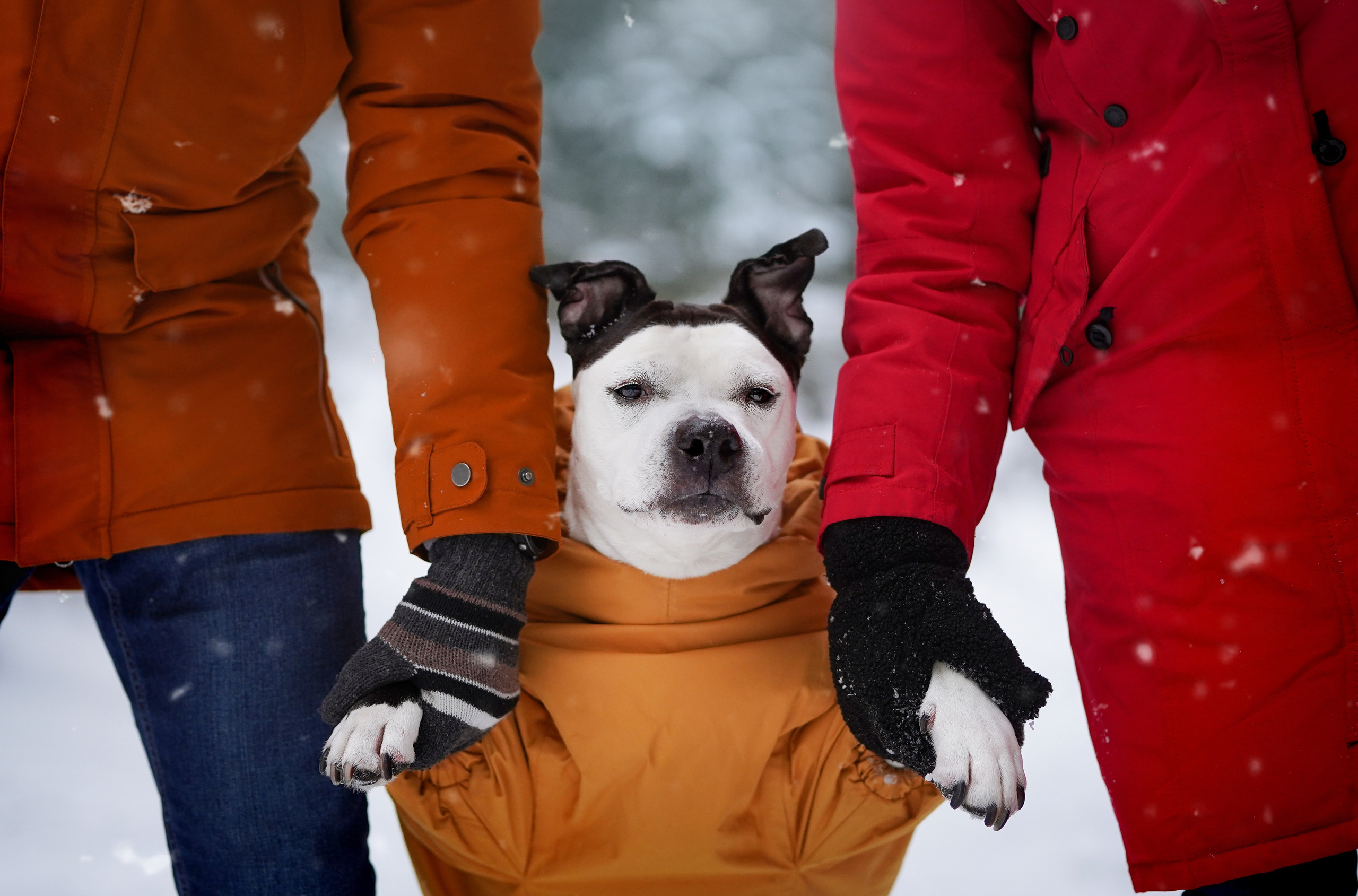 Маша Женя и Фиона. Фотограф-анималист в Санкт-Петербурге Яна Мартынова