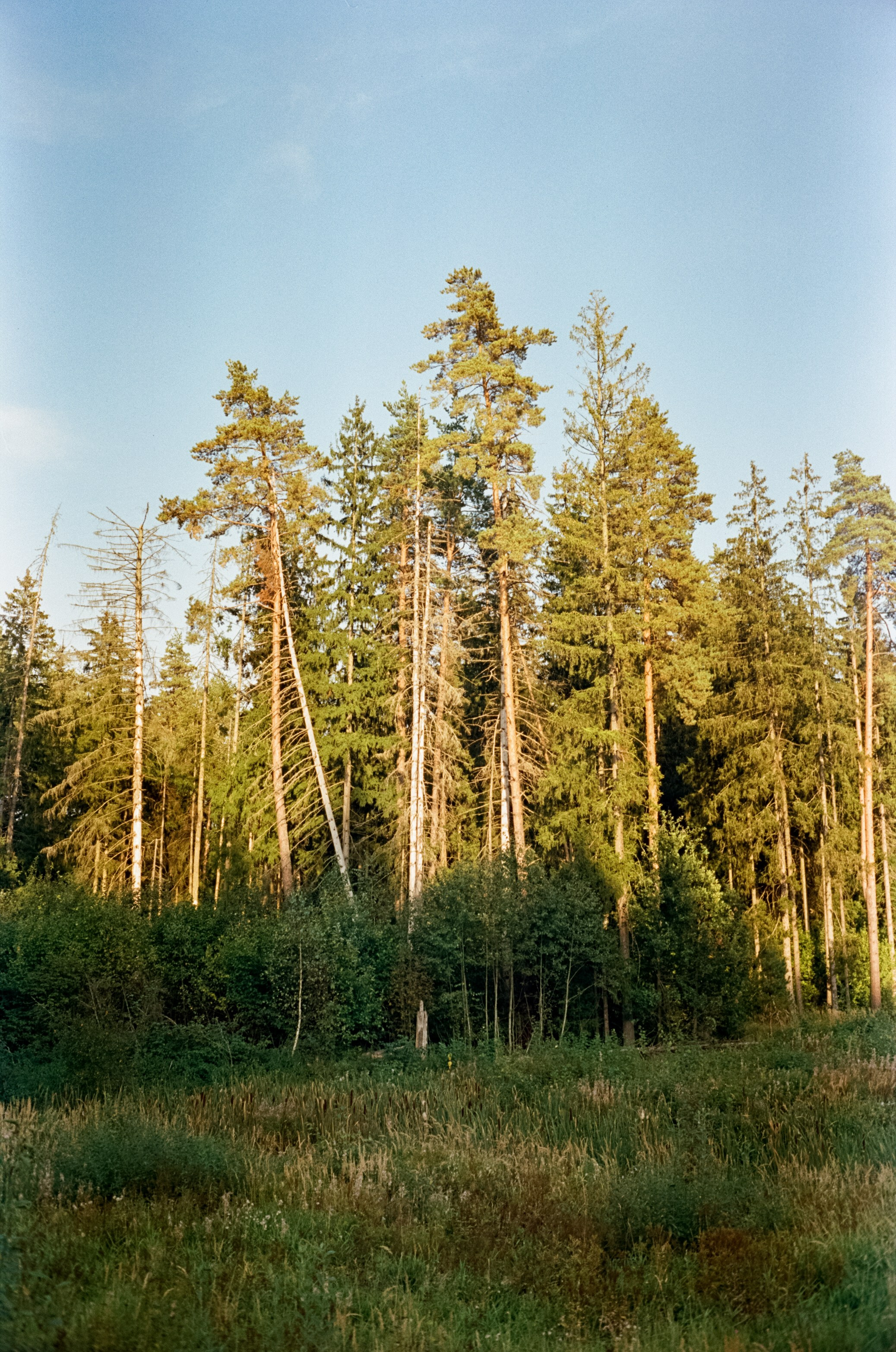 Minolta Hi-Matic 7SII примеры фотографий