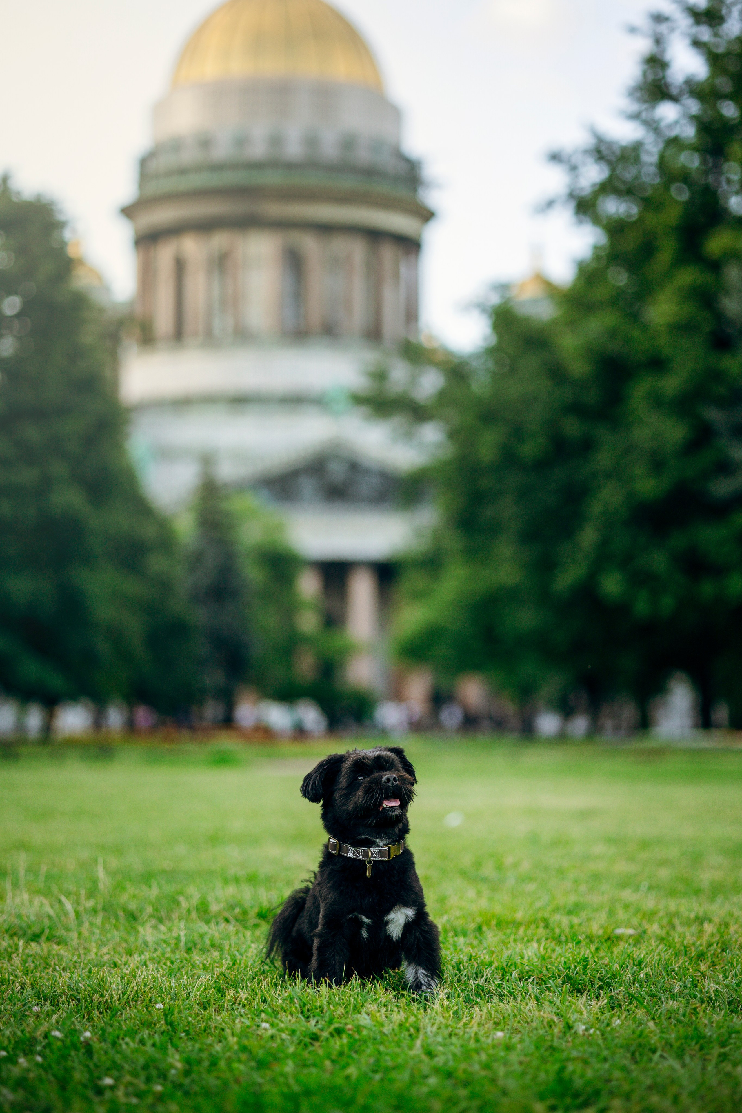 Даша и Борис. Фотограф — Анималист | Санкт-Петербург