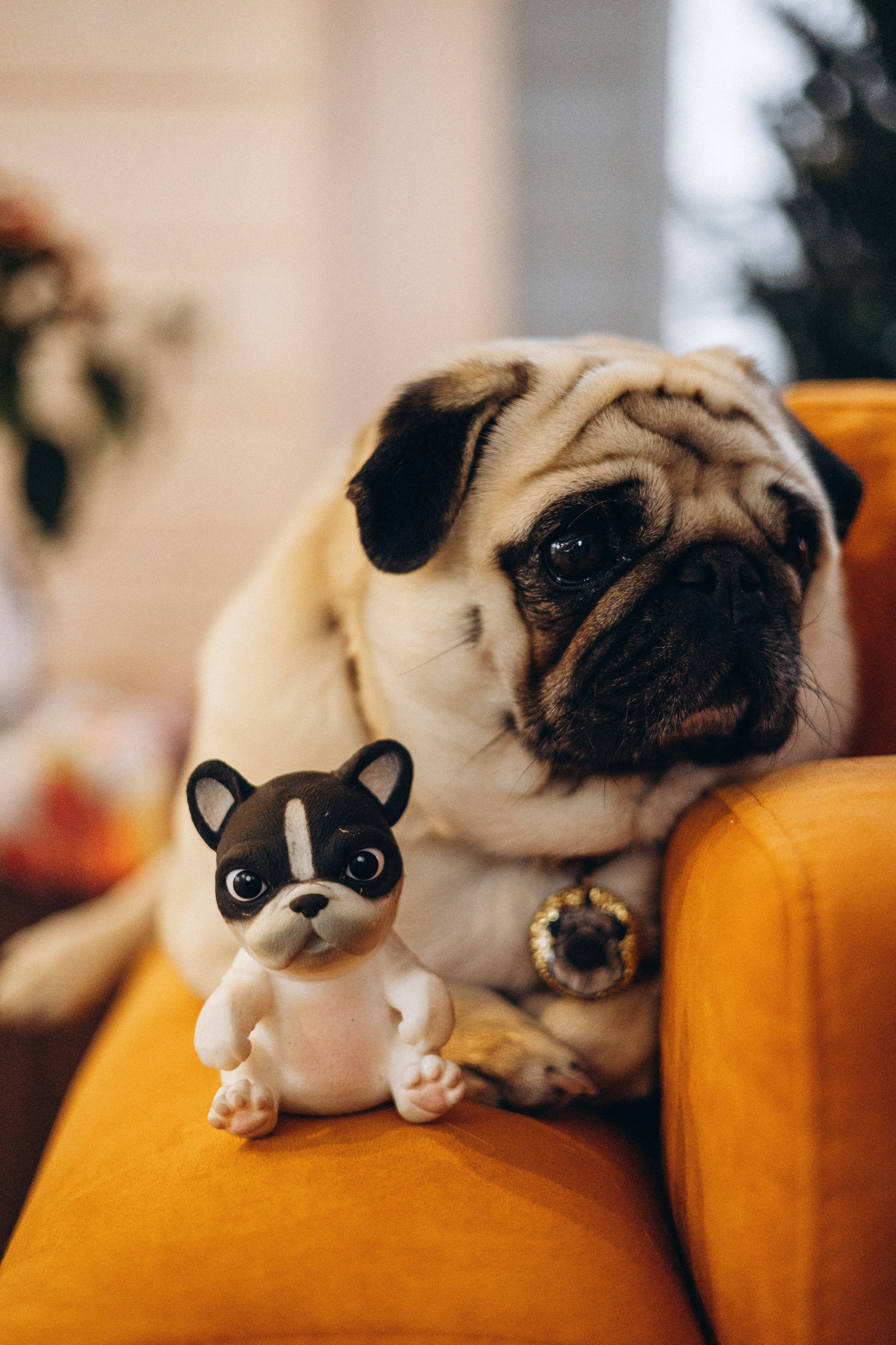 Семейная для Ксюши. Фотограф — Анималист | Санкт-Петербург