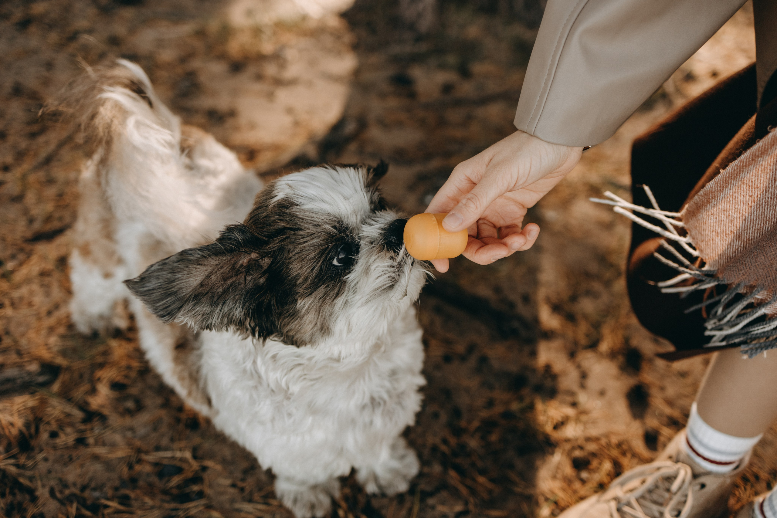 Настя и Франт. Фотограф — Анималист | Санкт-Петербург
