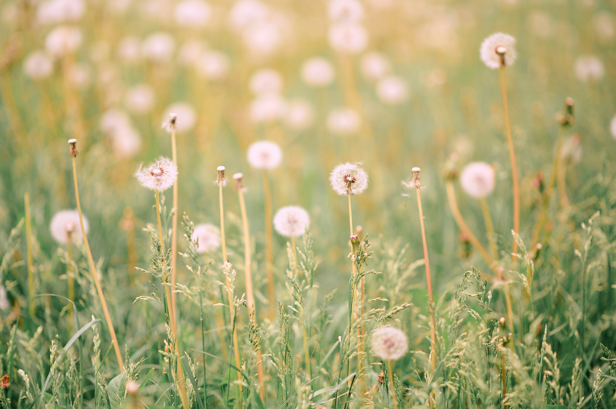 Одуванчики. Семейный и детский фотограф в г. Ногинске Ангелина Хасанова