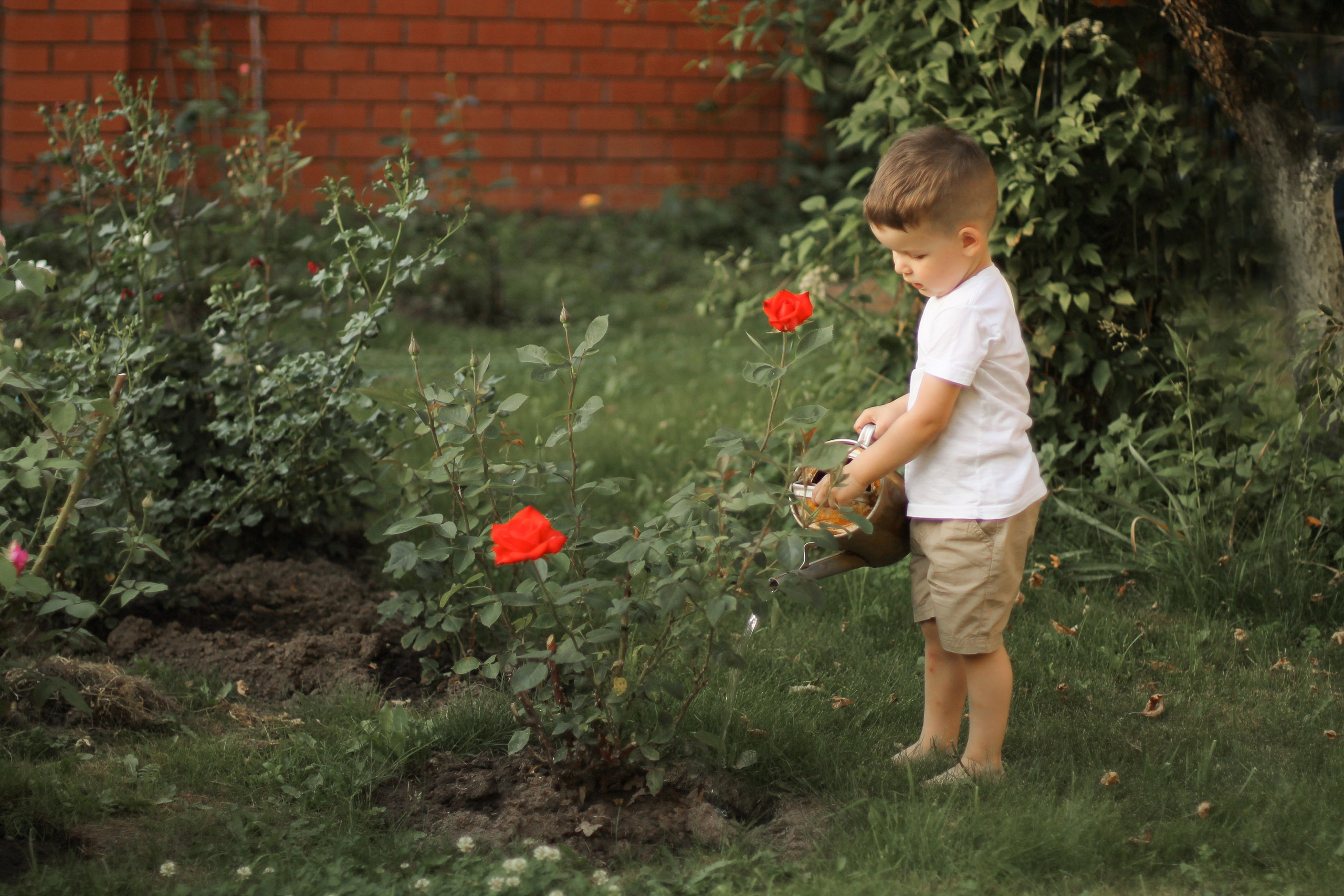 фотография мальчик поливает из лейки красные розы, фотосессия ребенка на природе 