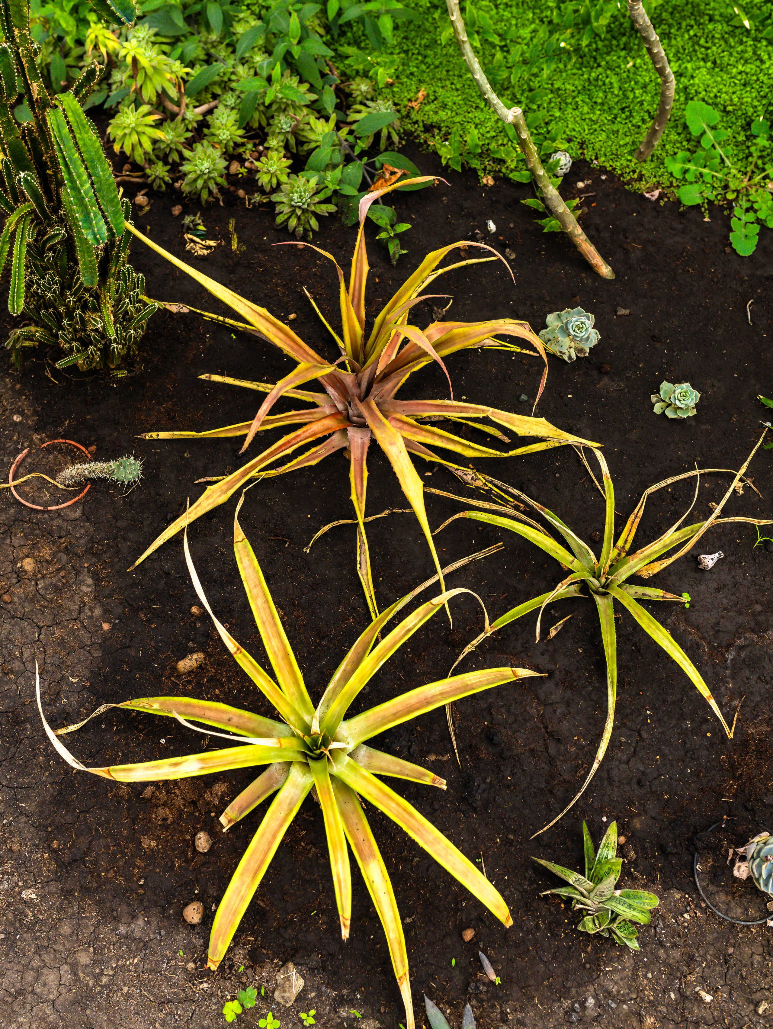 Фотографии природы Липецка. Свадебный и семейный фотограф Виолетта в Липецке