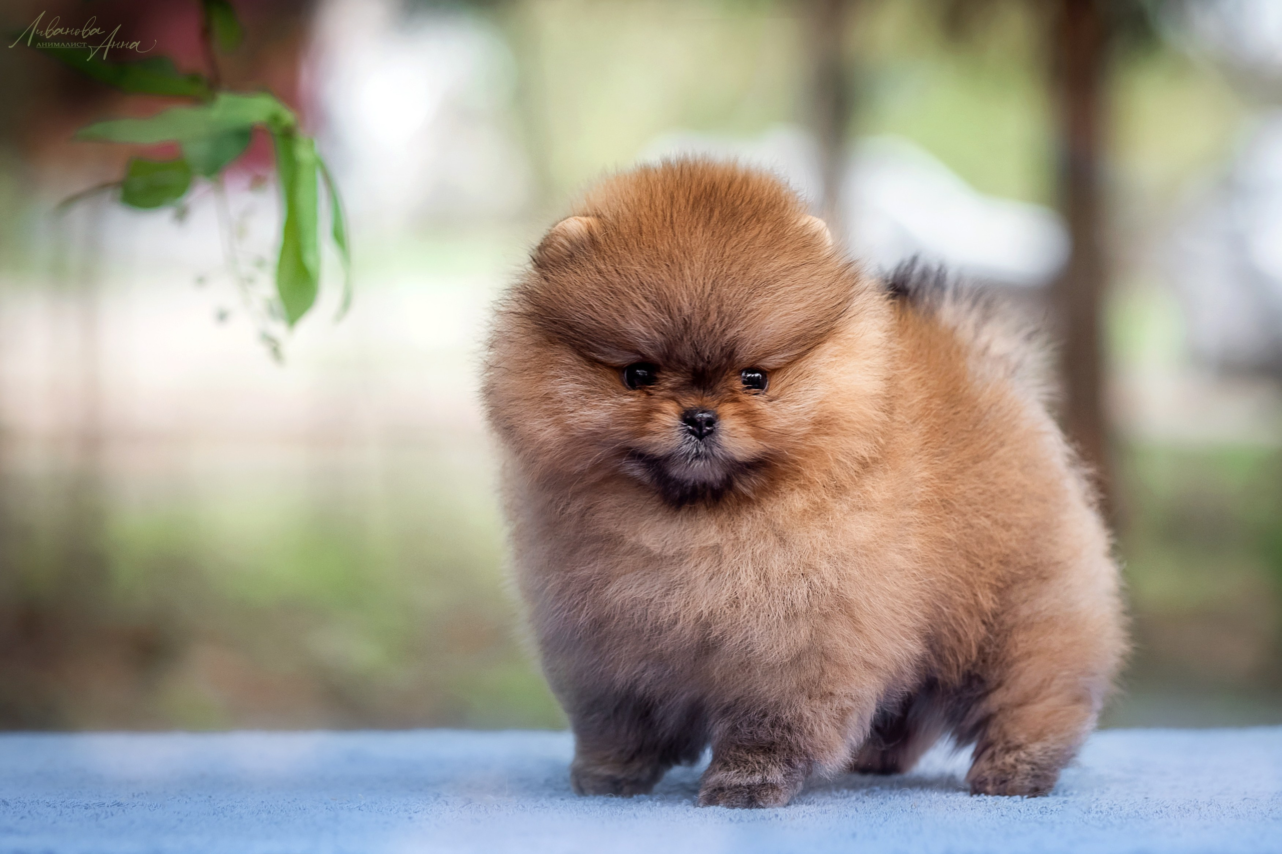 Шпицы. Фотограф анималист Аня Ливанова | Рыбинск