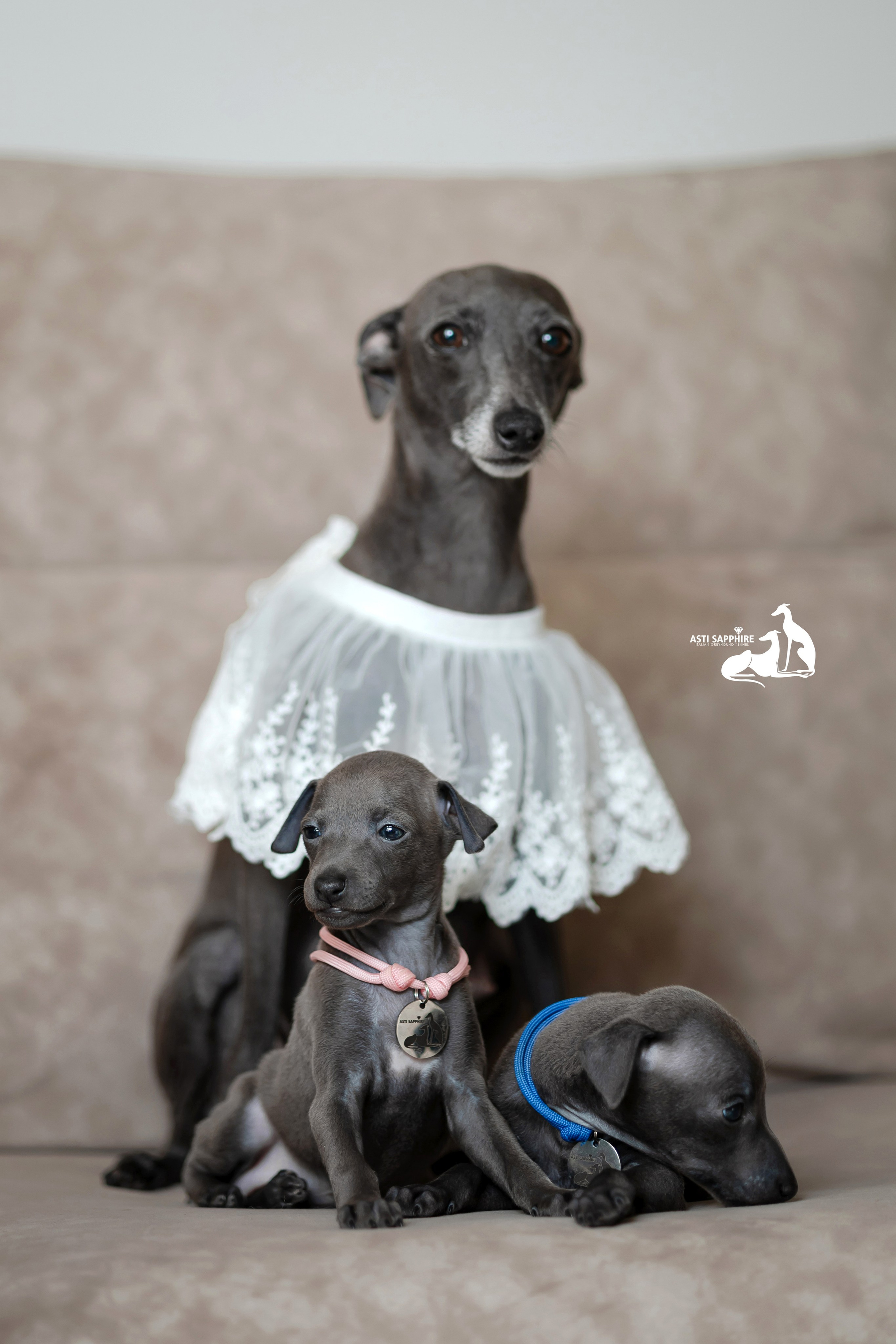 Весенние крошки. Professional Italian Greyhound Kennel RKF/FCI ASTI SAPPHIRE 💎 Sochi|St. Petersburg