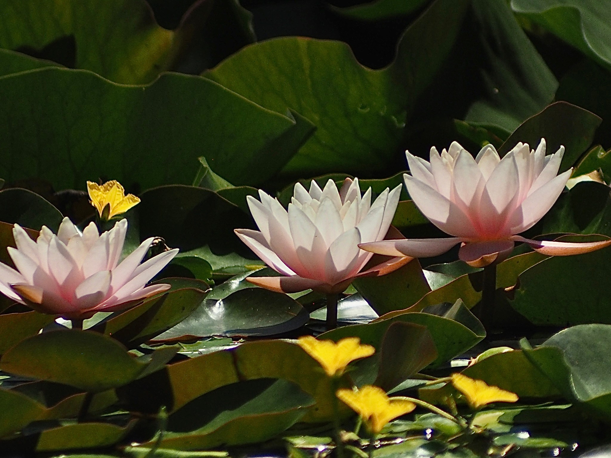 Флора и фауна. Смотри, красота!