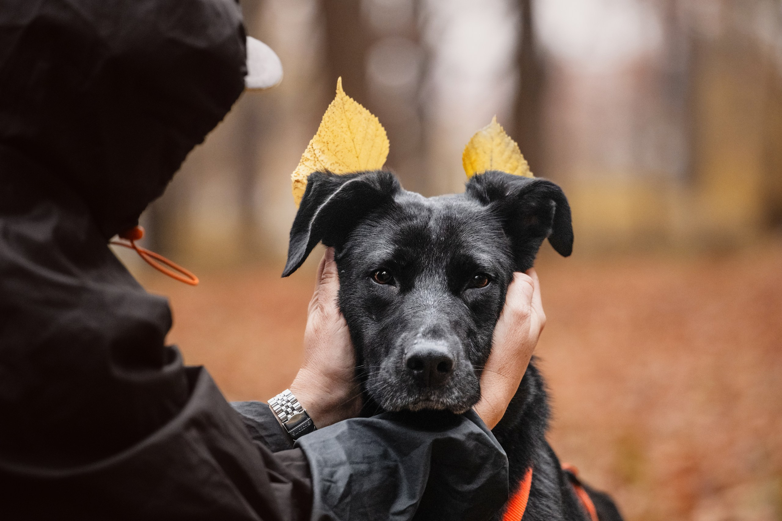 Собаки из приюта Дубовая роща осень 2025. Фотограф-анималист Татьяна Степанова