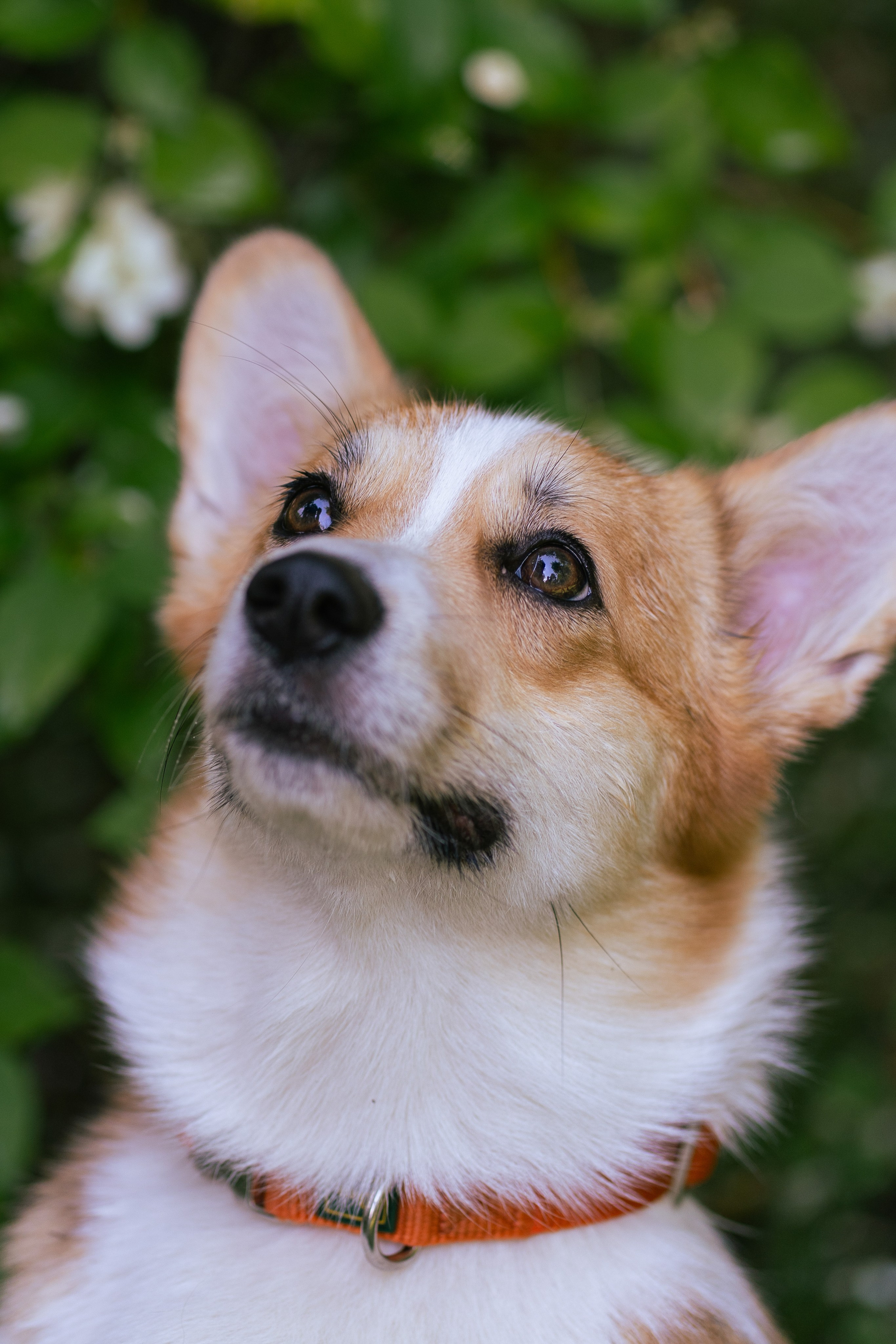 Ольга и коржики. Свадебный фотограф в Москве Анна Полушина
