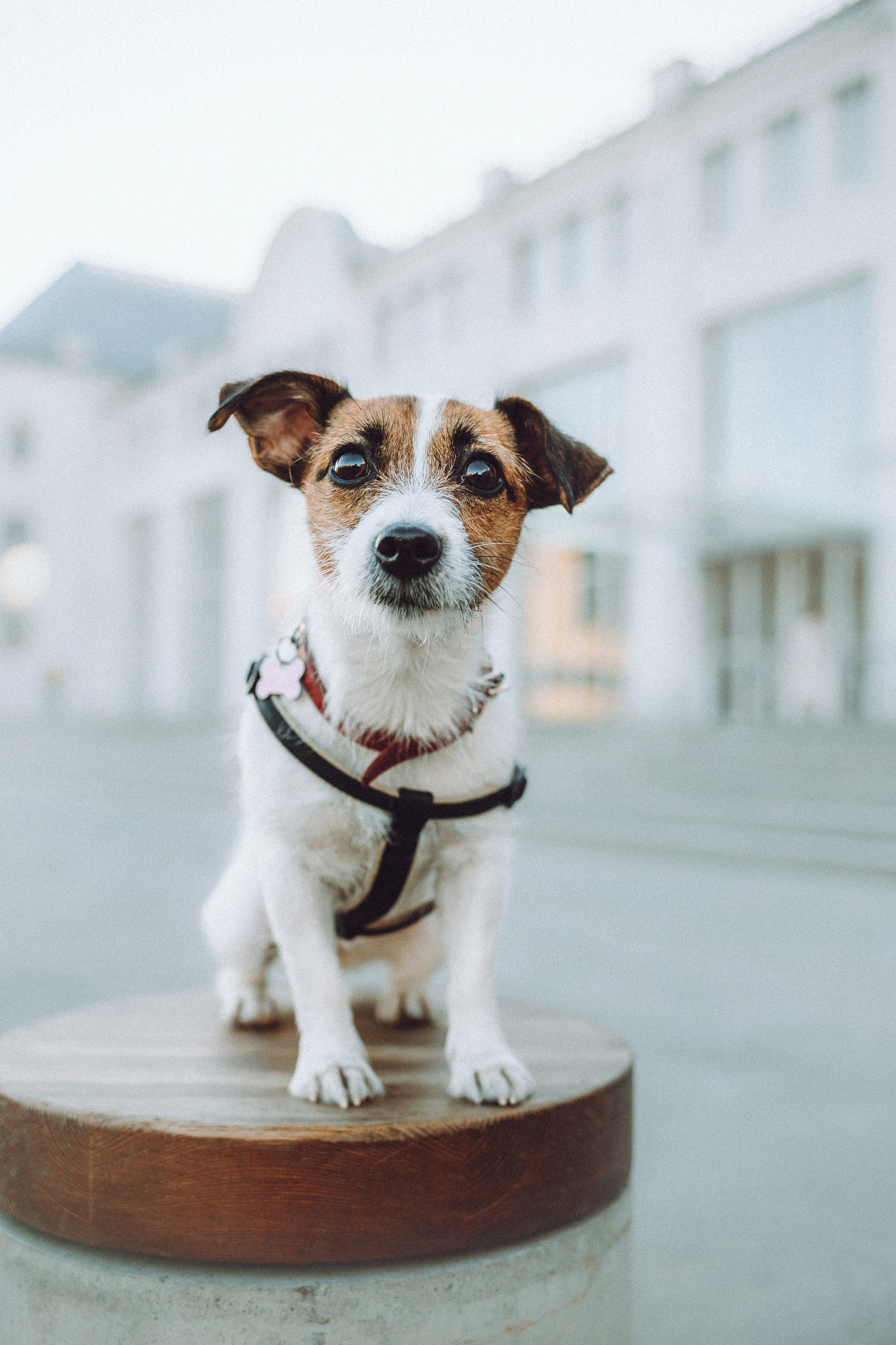 Лера и Рада