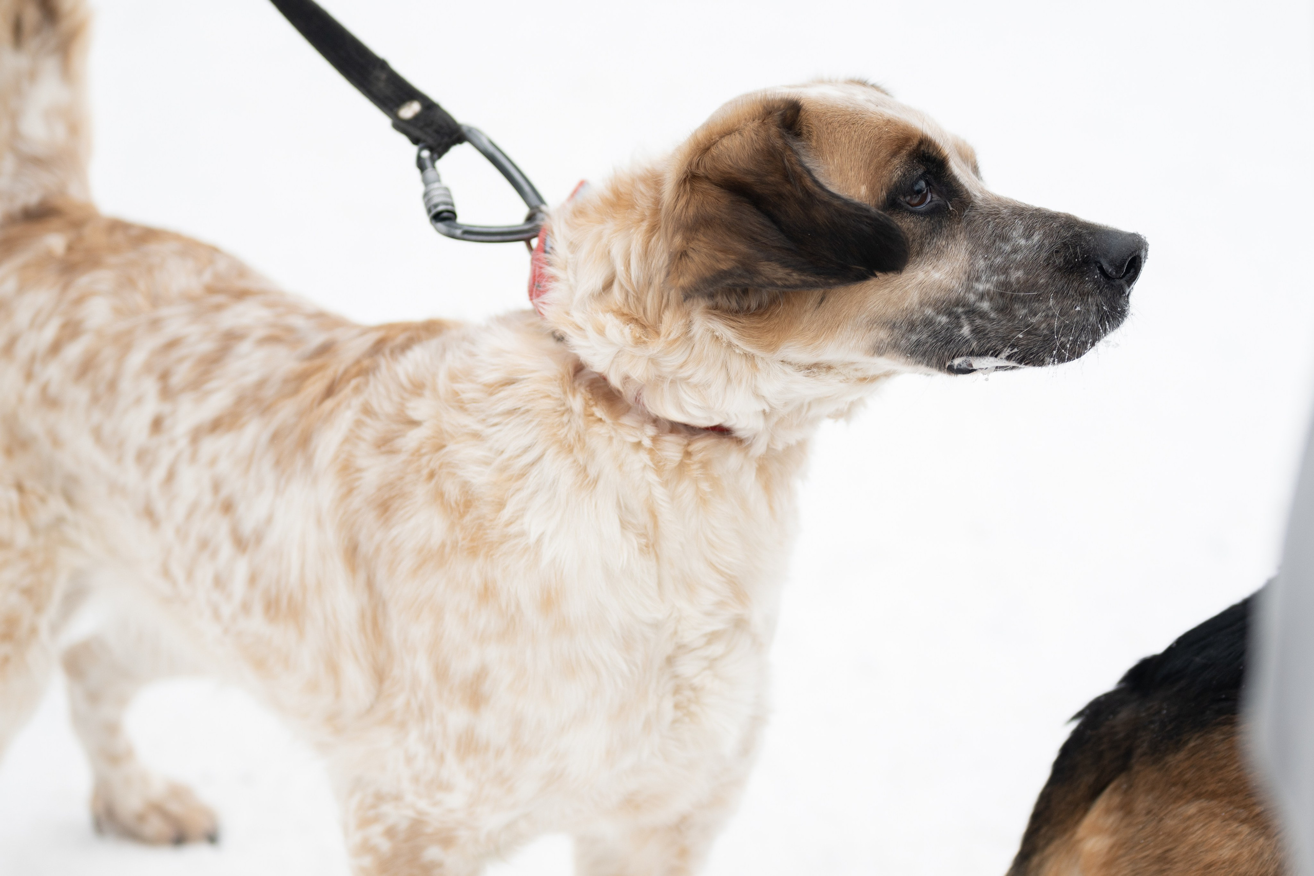 Приют «Искра». Фотограф и видеограф в Москве Анна Матюхина