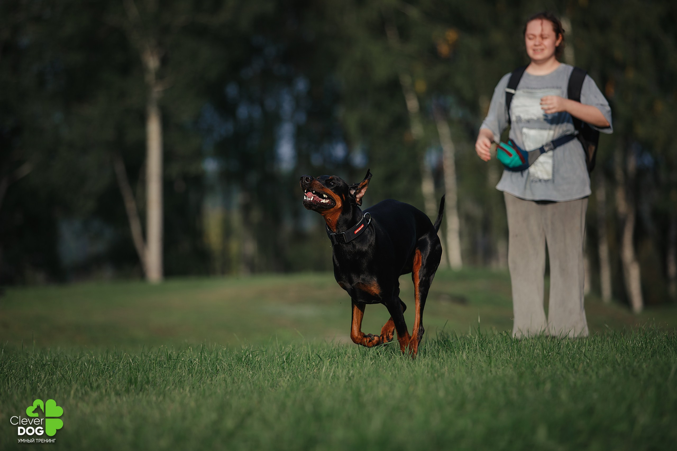 Кинологический лагерь CleverDog, 2024. Фотограф-анималист Mary Mart — Москва, Питер