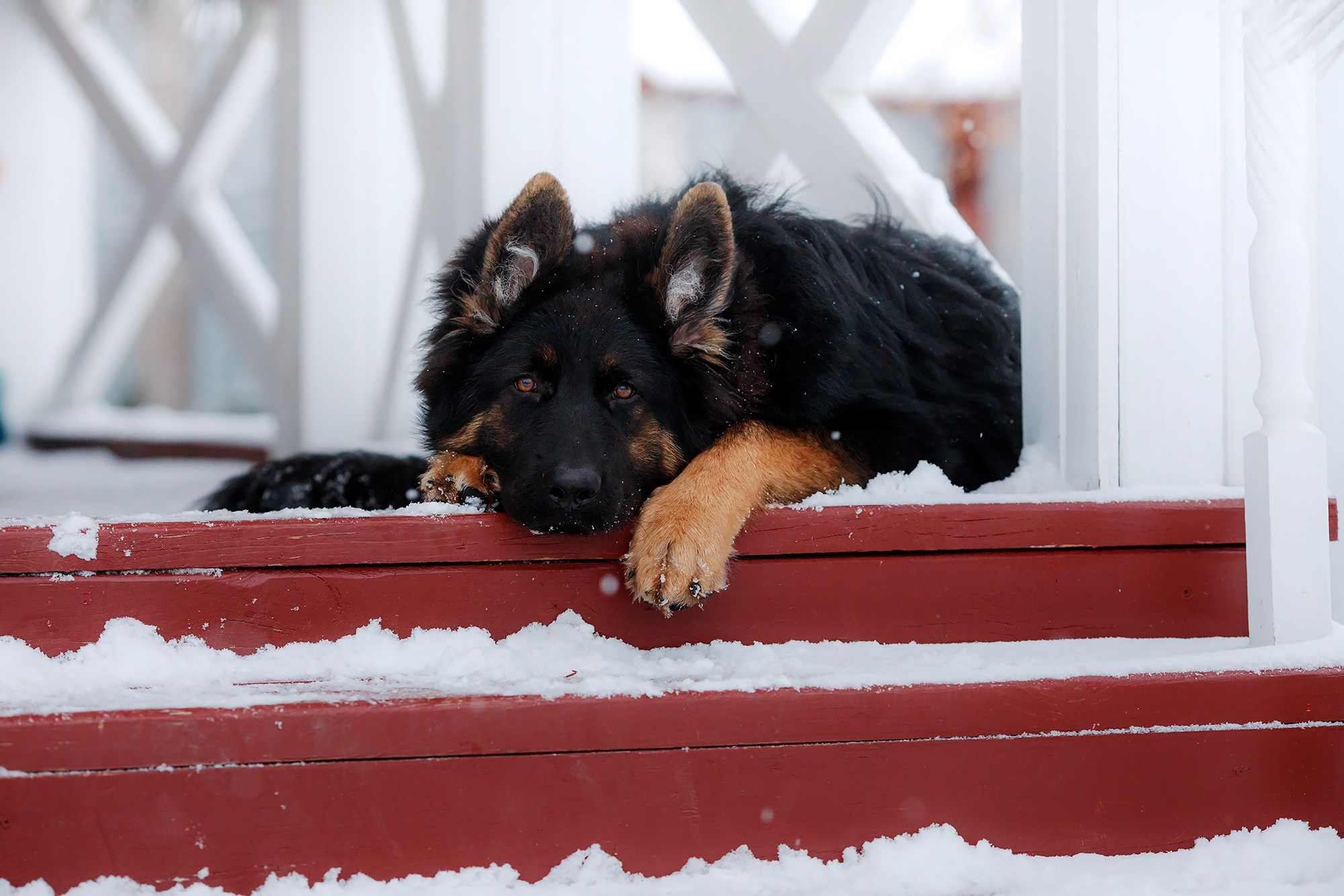Зимние портреты. Фотограф-анималист Mary Mart — Москва, Питер
