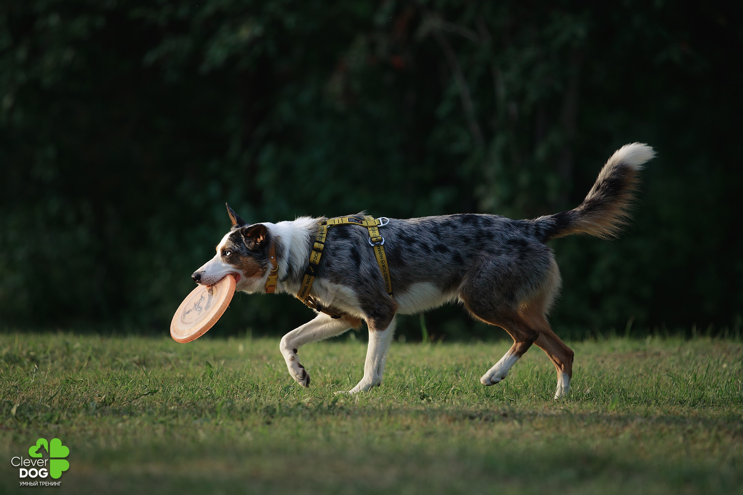 Кинологический лагерь CleverDog, 2024. Фотограф-анималист Mary Mart — Москва, Питер