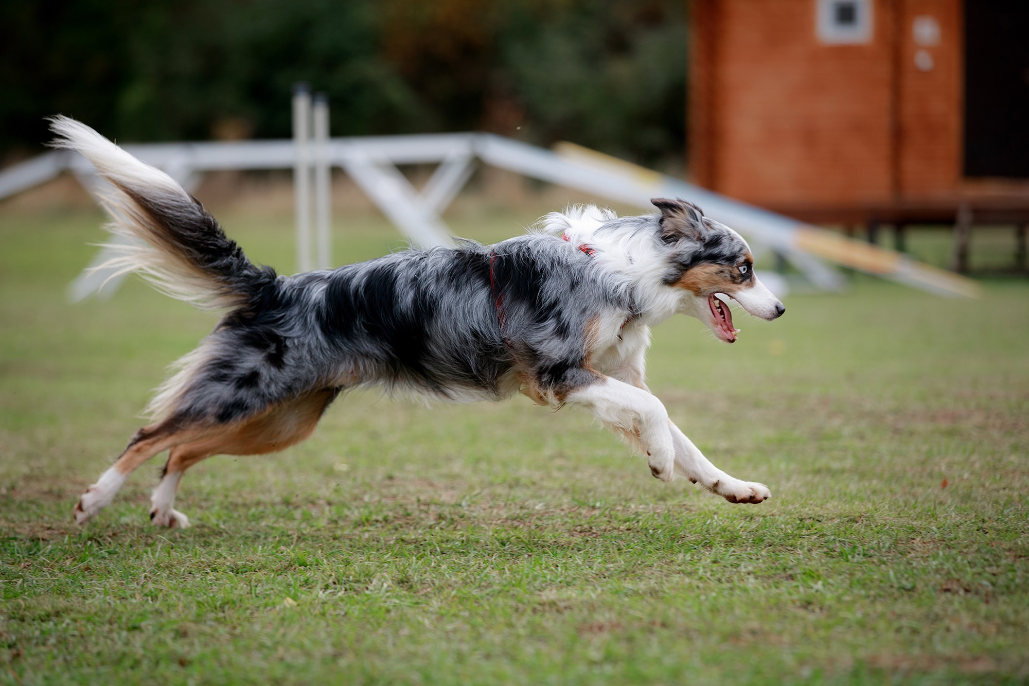 Лагерь по ОБД с Инной Баженовой. Фотограф-анималист Mary Mart — Москва, Питер