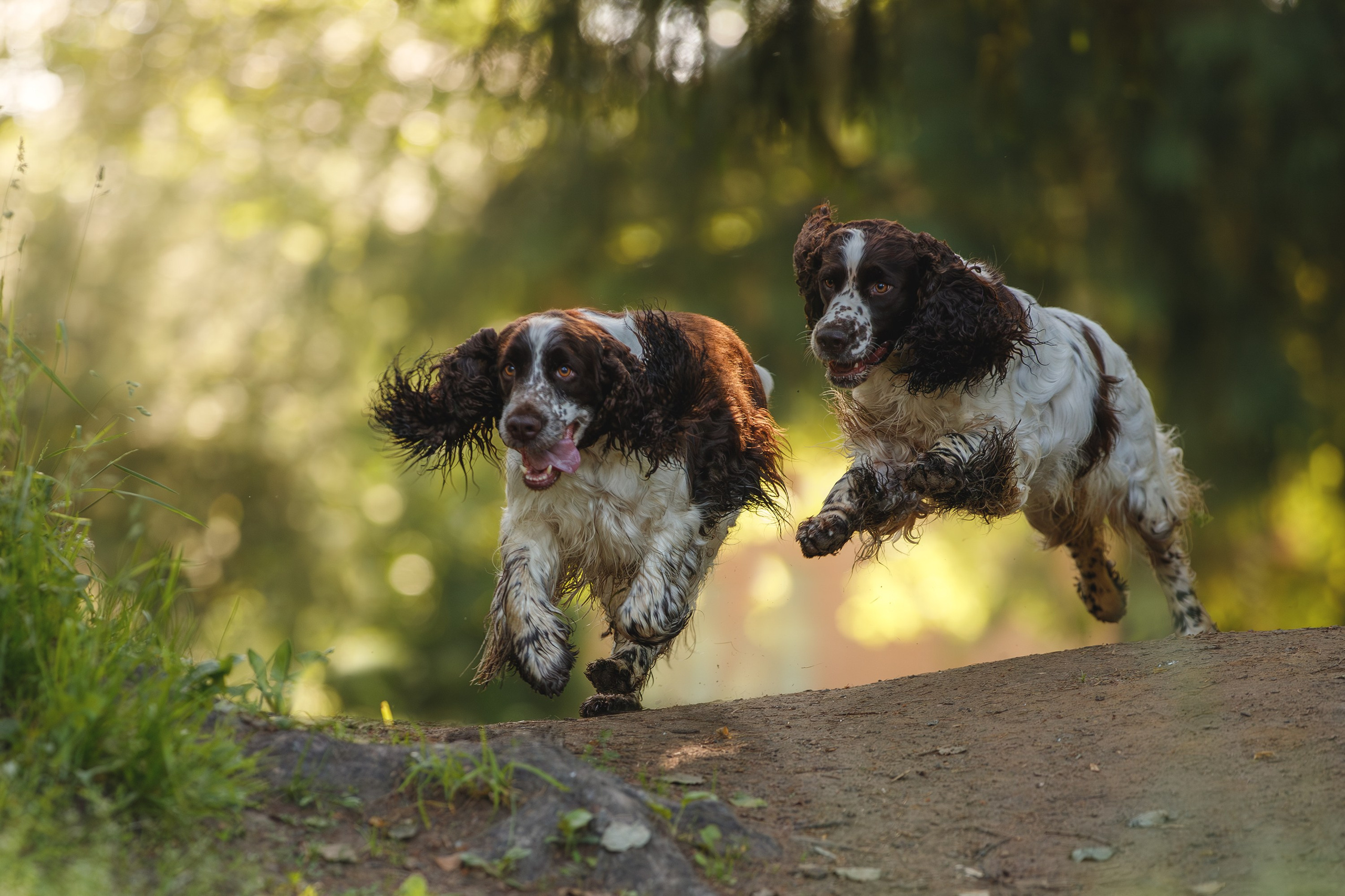На природе и в городе. Фотограф-анималист в Калуге Мария Шерскова