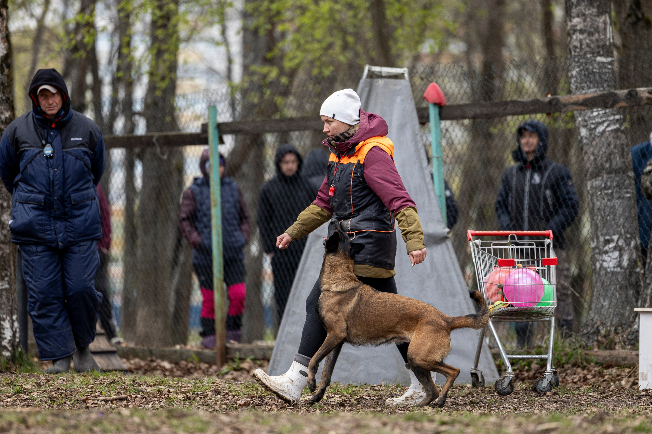 Квалификационные состязания по мондьорингу г. Вологда 11.05.24. Фотограф-анималист Анна Маринич