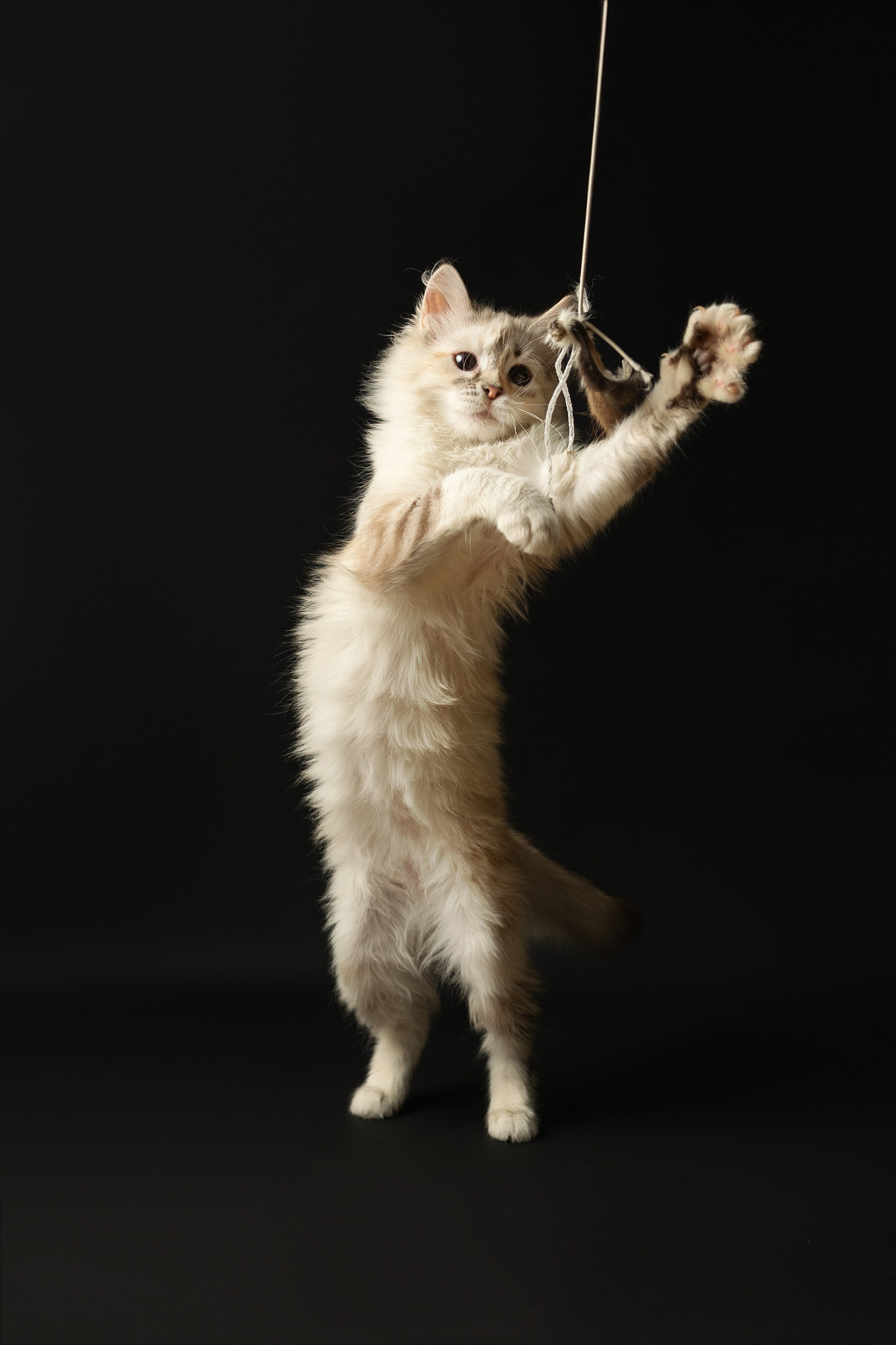 Кошки. Фотограф анималист в Москве Майорова Евгения