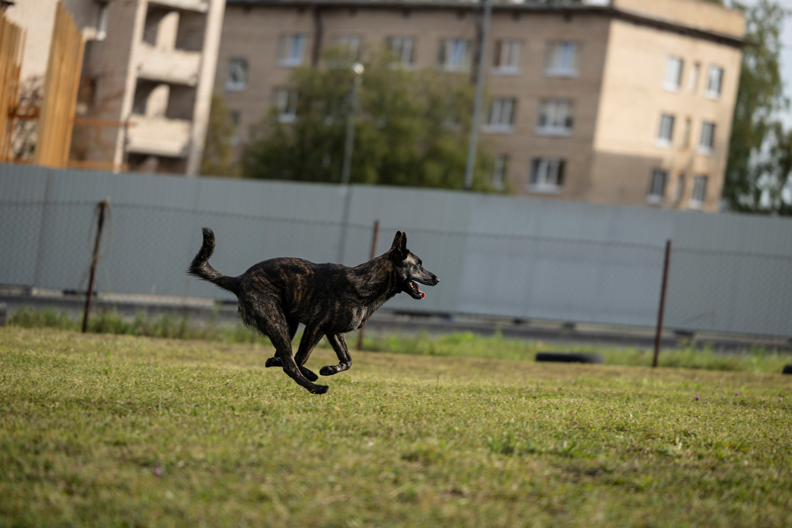 Испытания по Мондьорингу г. Пушкин. Фотограф-анималист Анна Маринич