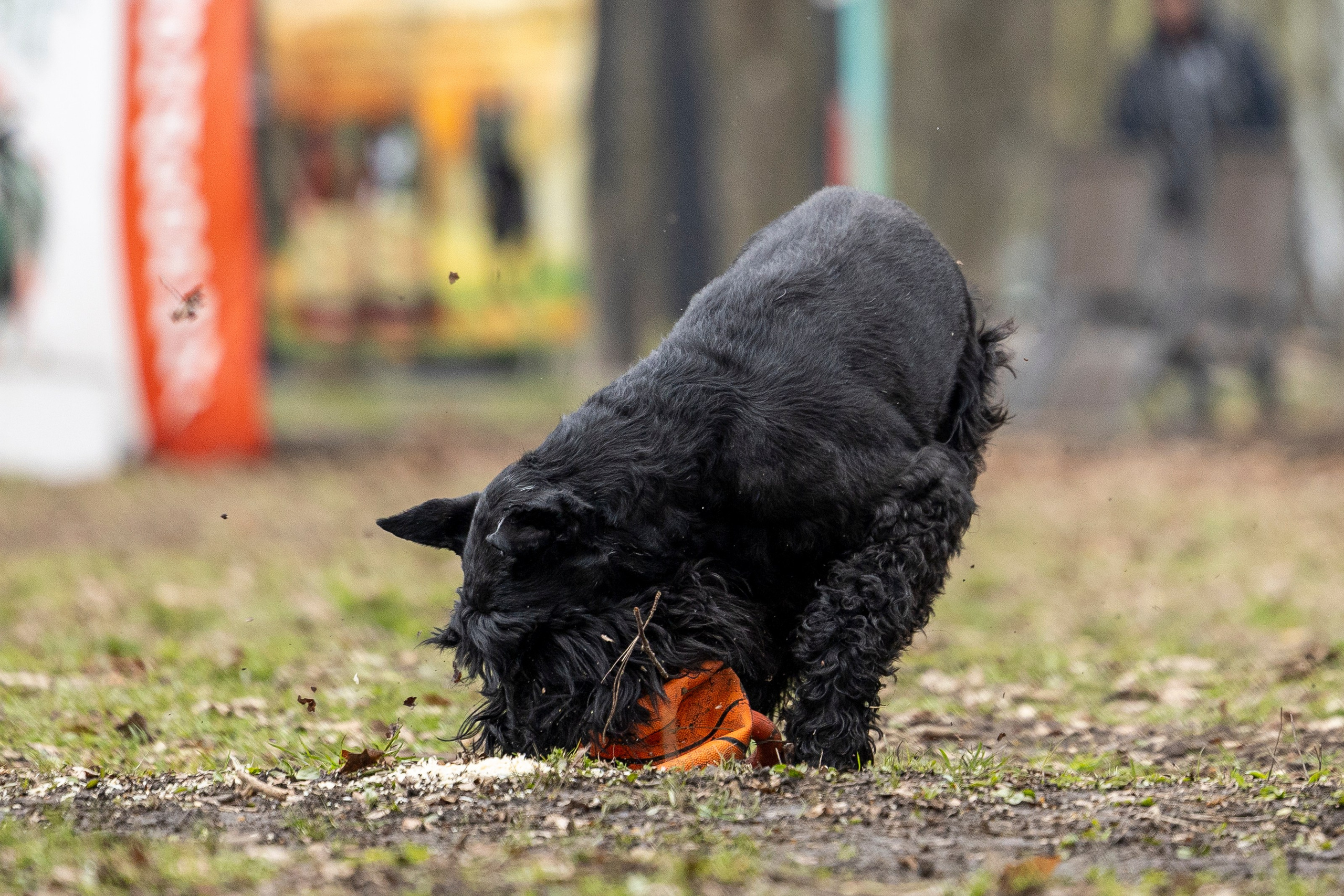 Квалификационные состязания по мондьорингу г. Вологда 11.05.24. Фотограф-анималист Анна Маринич