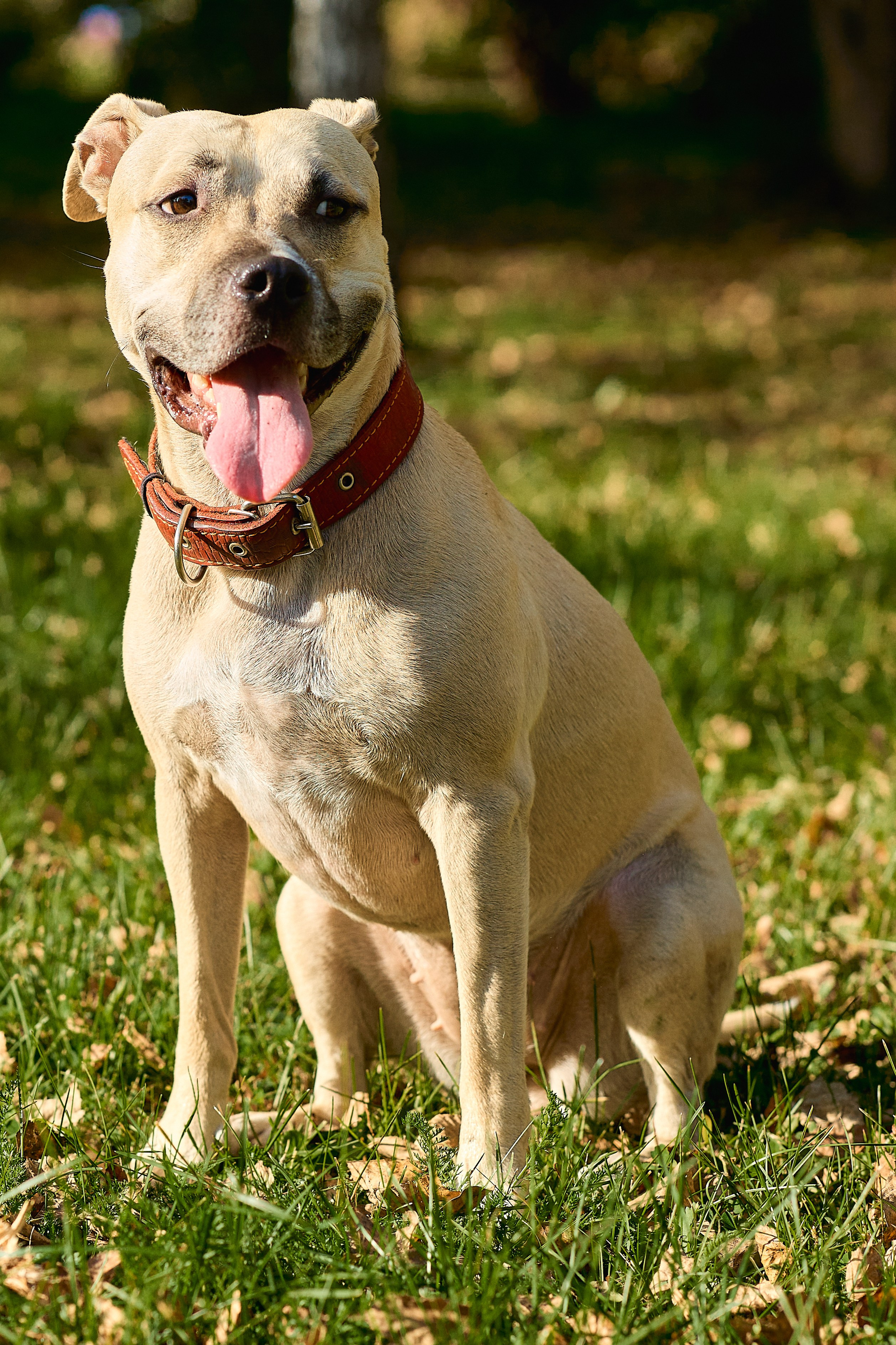 Умнейшая собака Зелла. Любовь Гальцова — свадебный, семейный, детский фотограф в городе Кемерово и Кемеровской области