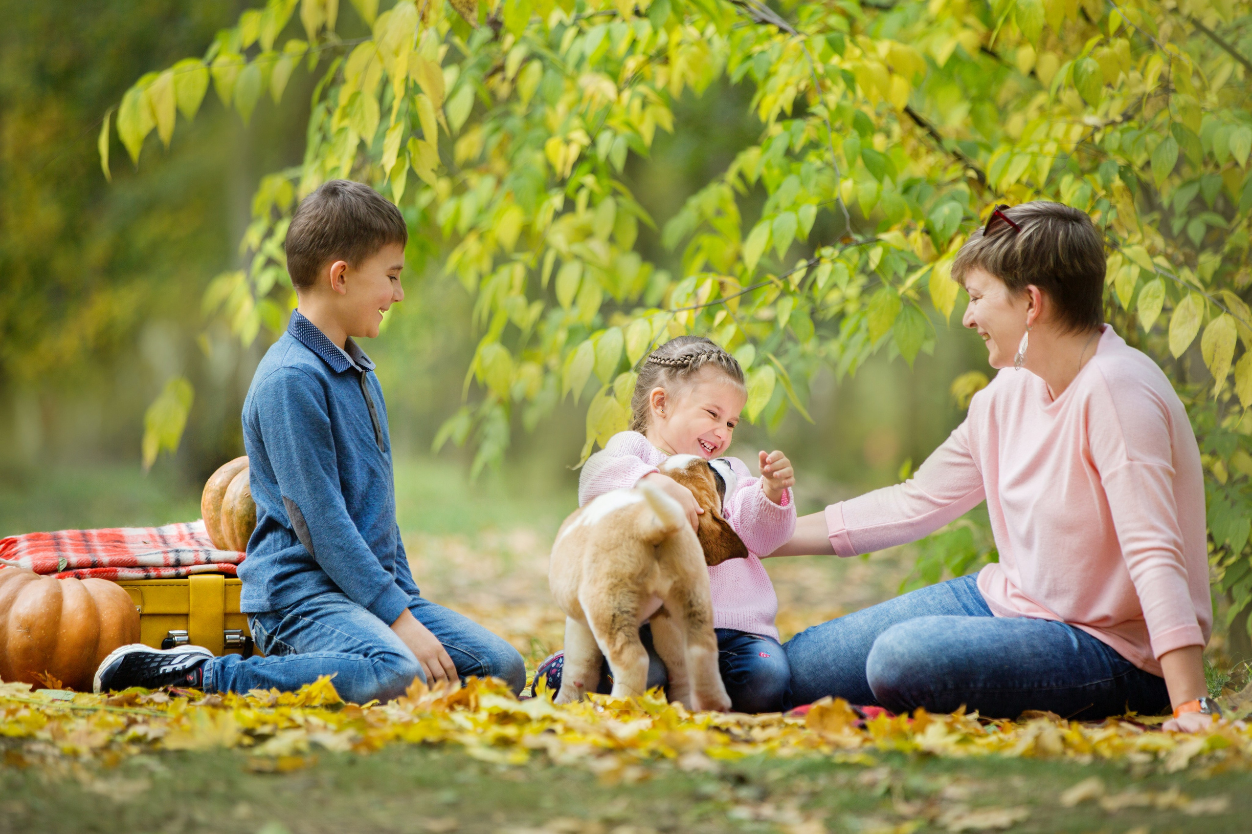 Щенки Сенбернары. Октябрь. Свадебный семейный и детский фотограф в Краснодаре Карина Федоровская