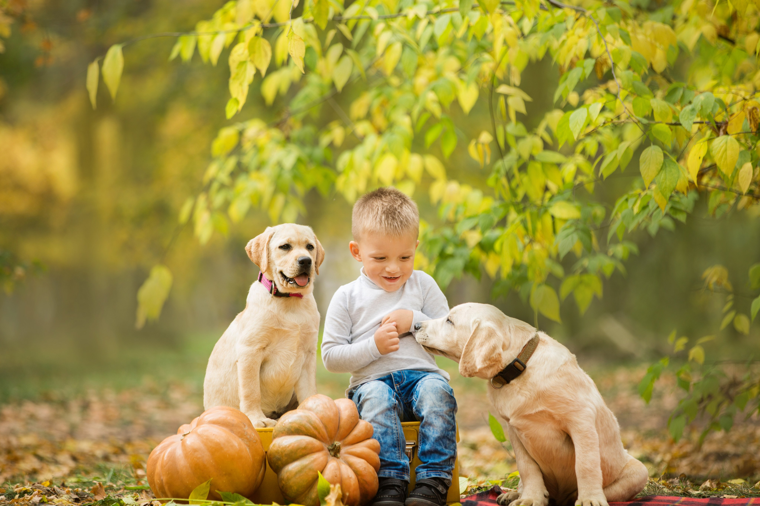 Щенки лабрадоры. Осень. Свадебный семейный и детский фотограф в Краснодаре Карина Федоровская
