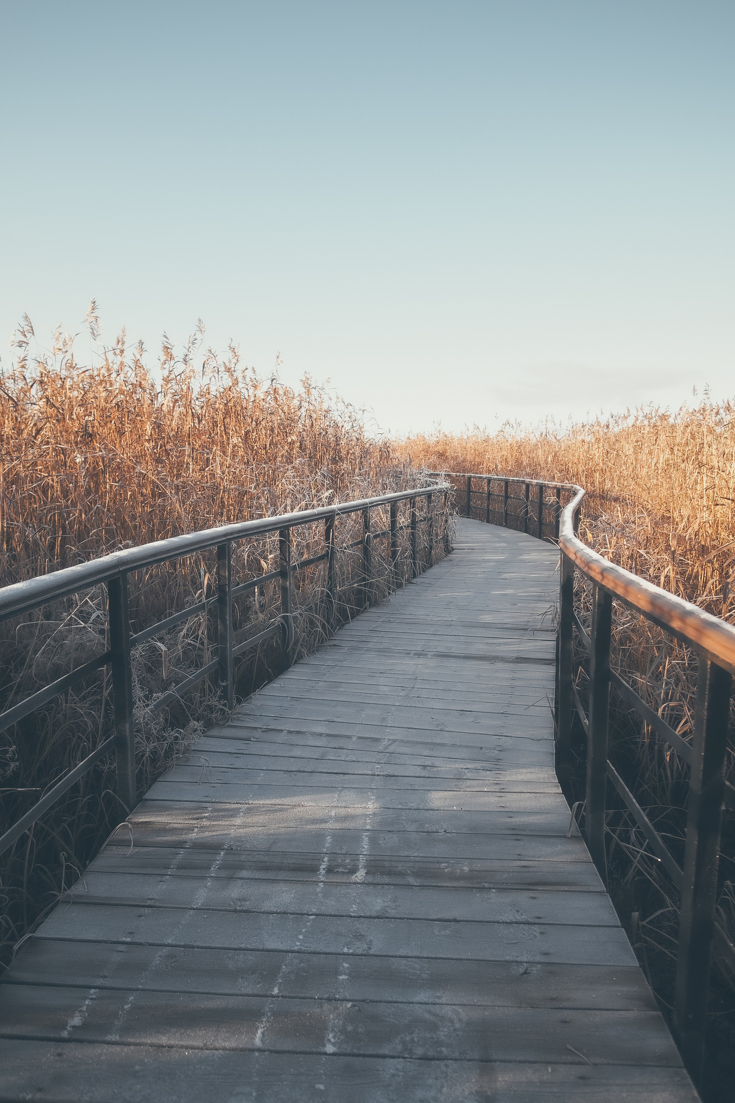 Сестрорецк. Свадебный фотограф Копков Геннадий