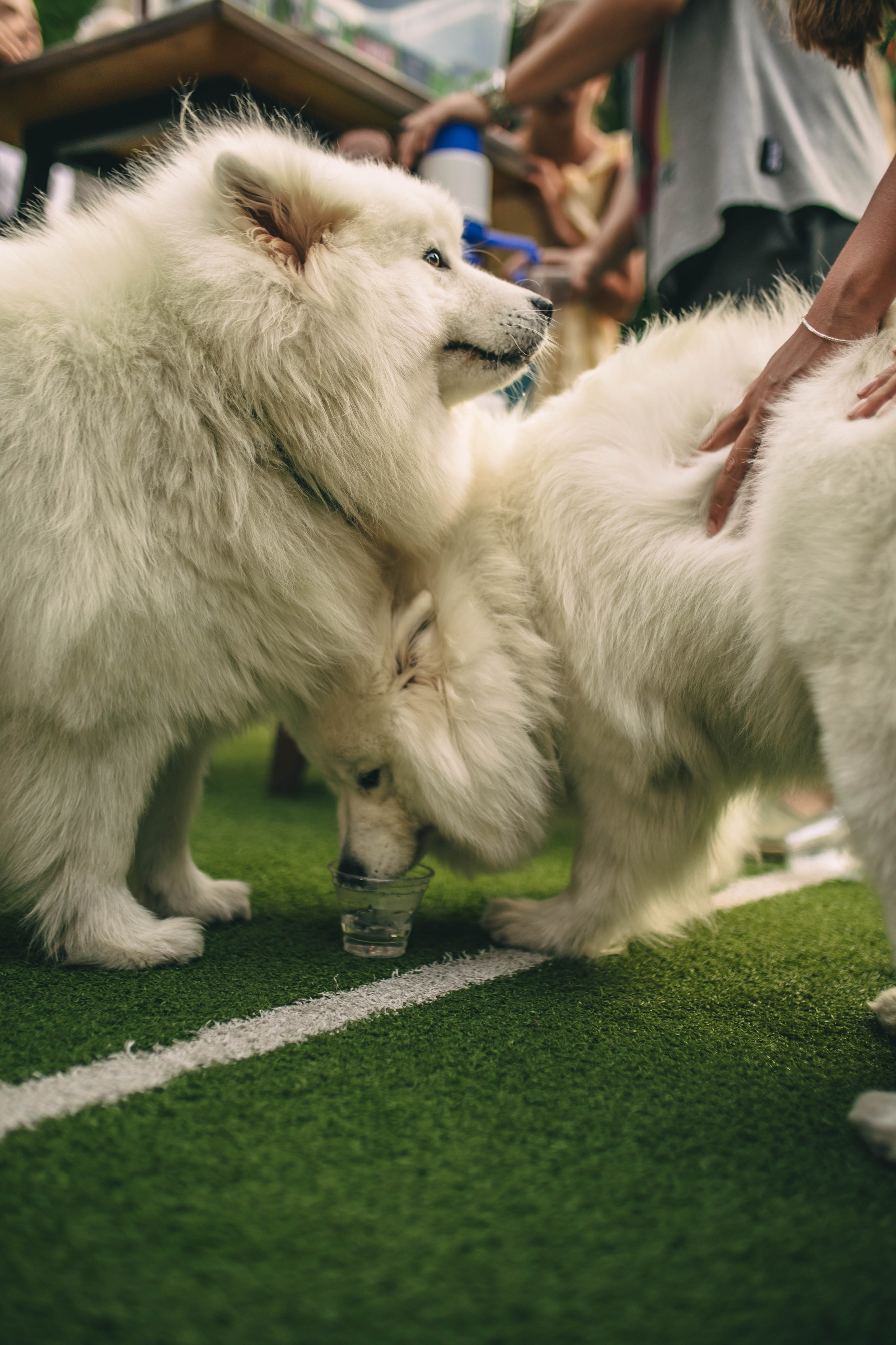 Pet-Party + Live-music |Парк Культуры. Фотограф в Ставрополе Алина Клочкова