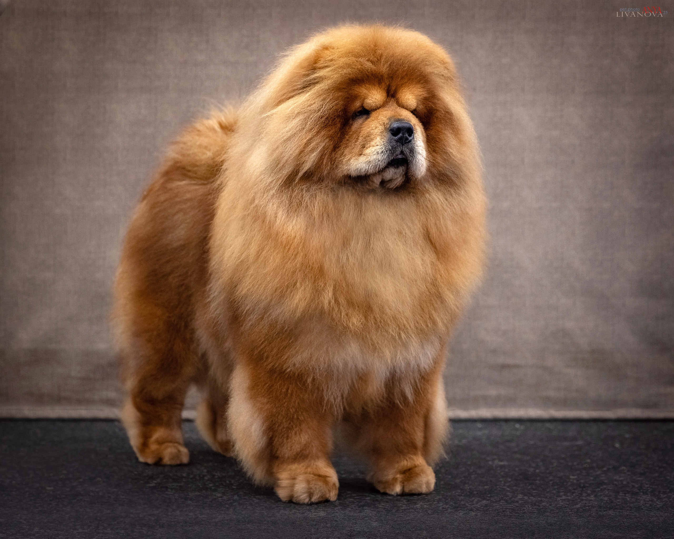 Дарик. Фотограф анималист Аня Ливанова | Рыбинск