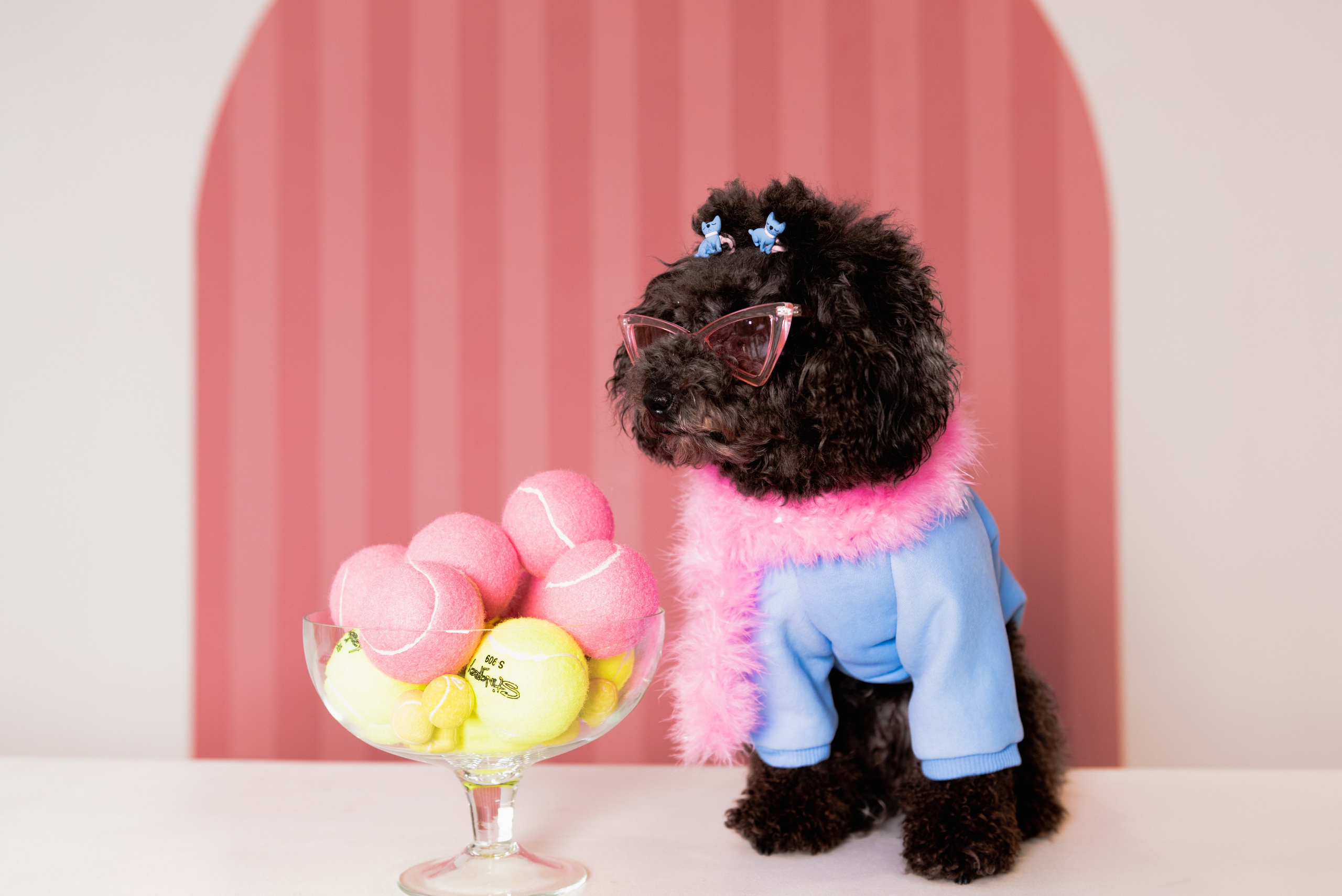 Pets. Фотограф в Москве Daria Lens