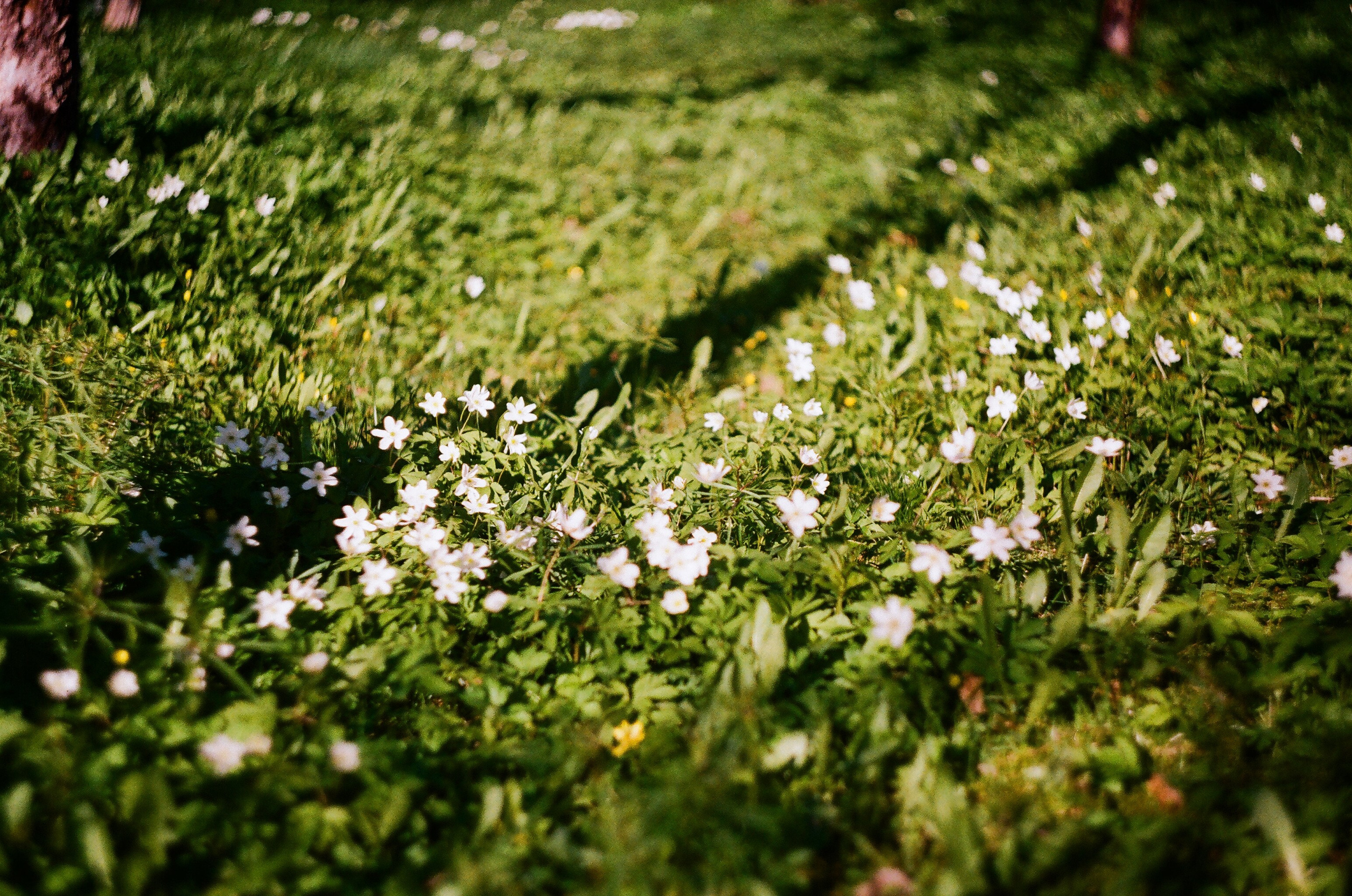 Пленочные съемки. Фотограф YODLUCE