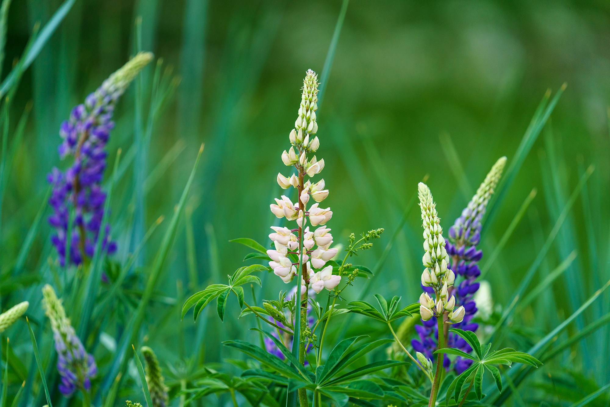 Цветы. Ваш личный фотограф Марина Волкова