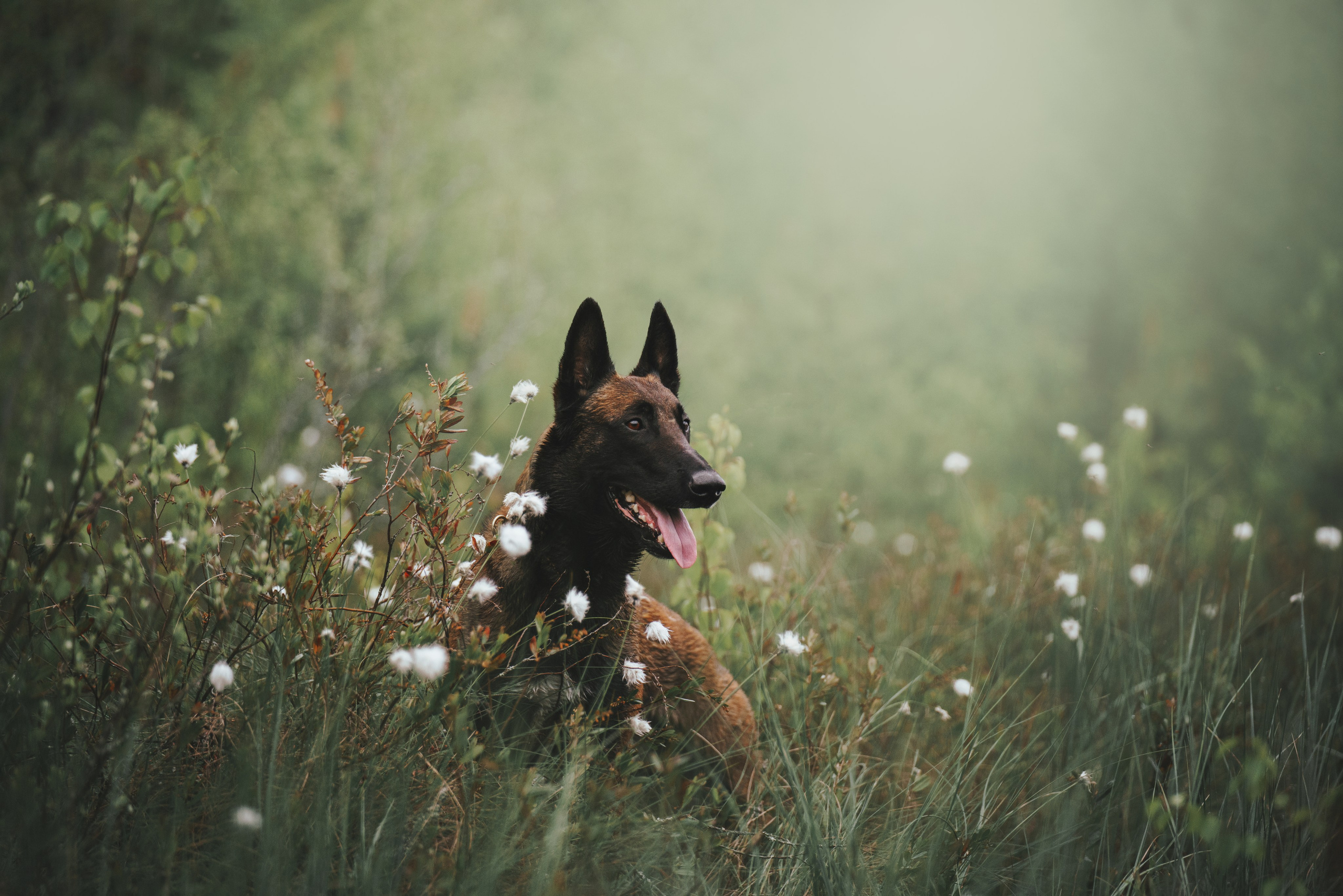 Раш. Фотограф анималист Осипчикова Мария