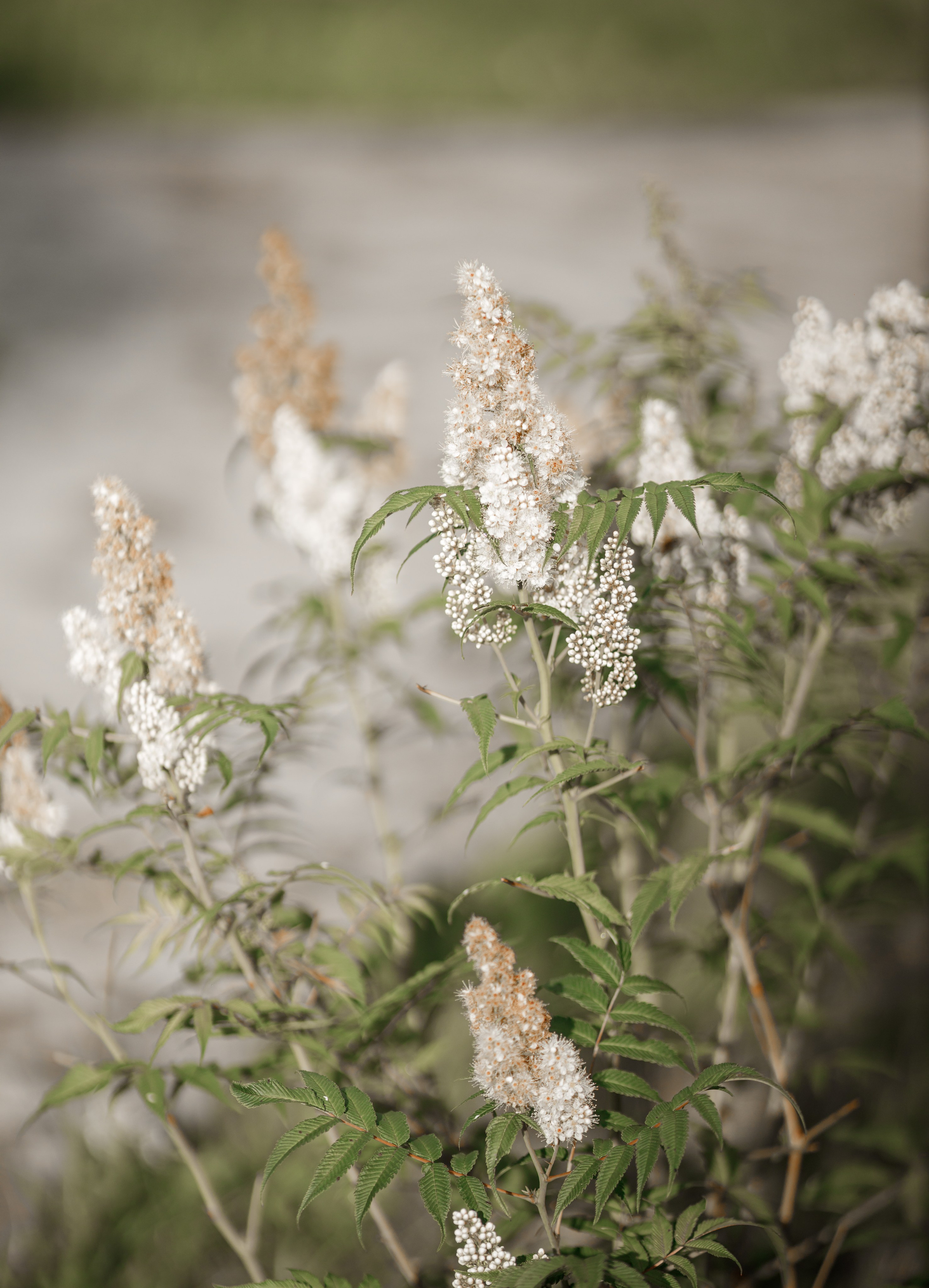 Полина и Дмитрий, загородный клуб «Барин», ЗАГС в г. Пушкино. Свадебный и репортажный фотограф (Москва, Королев и другие)